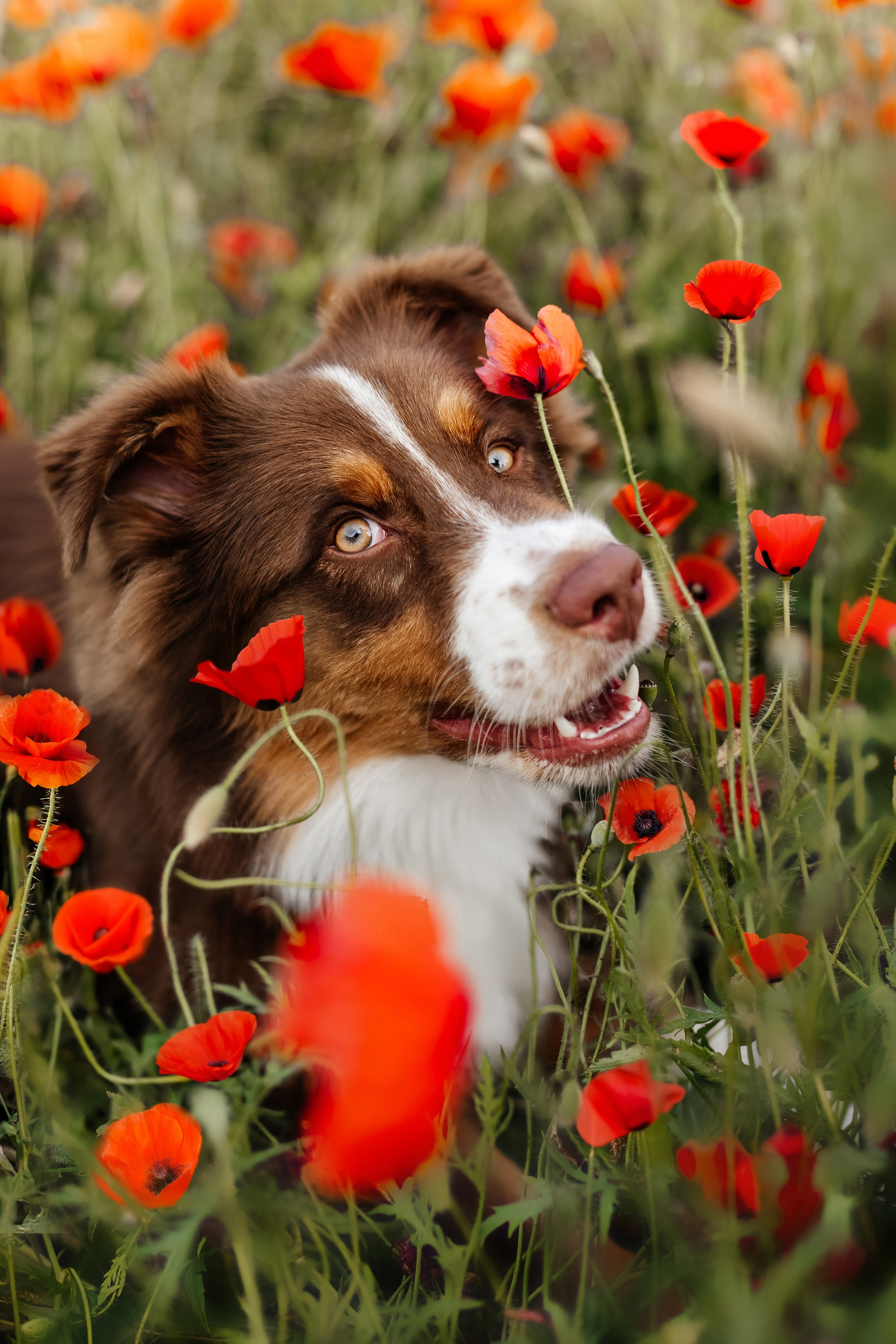 Портфолио animal. Фотограф — анималист Маргарита Хелбен Краснодар