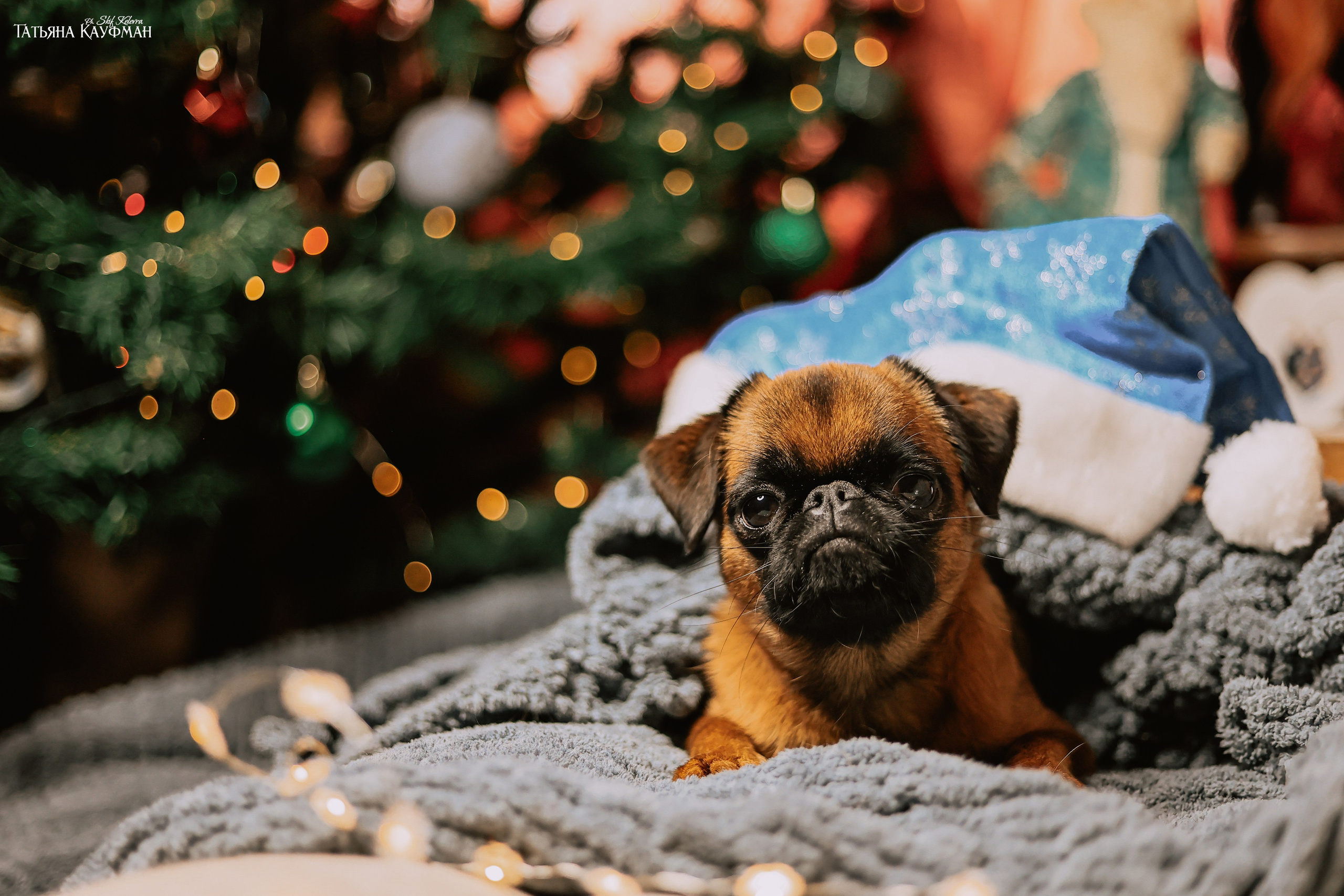 Малый брабансон, фотография брабансон, красивая собака, фотограф анималист, фотокурс Анималистика, научиться фотографировать собак, фотограф Новосибирск