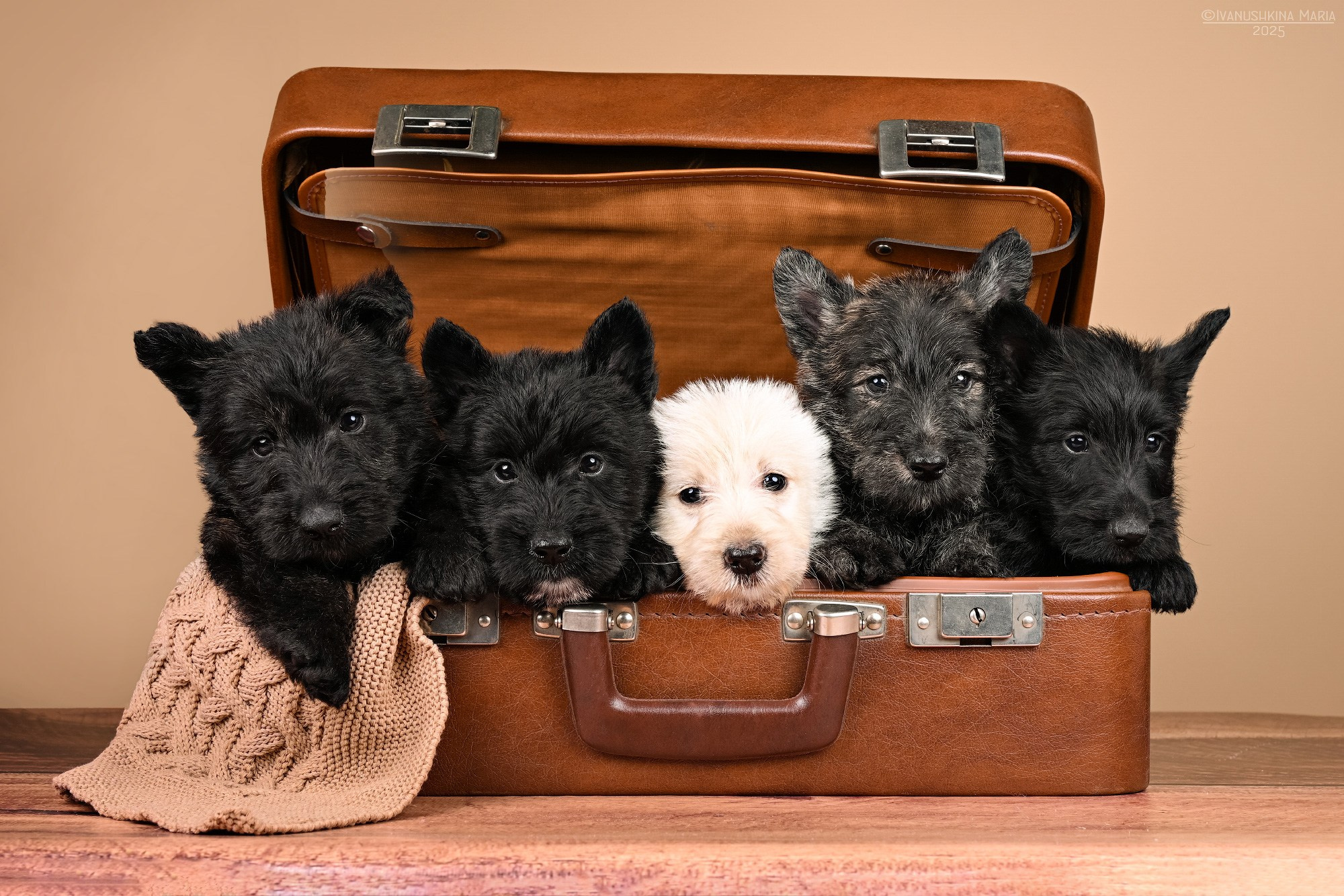 щенки скотч терьера