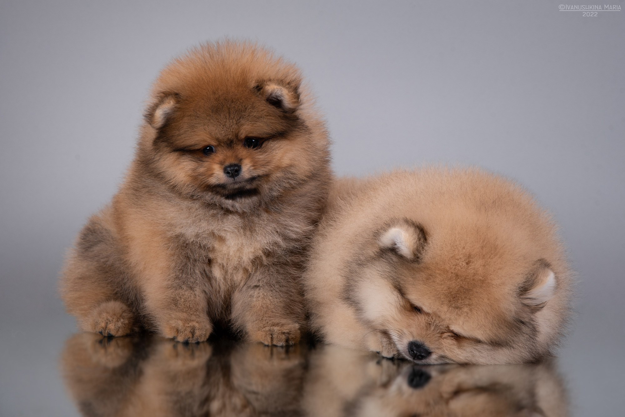 Фотосессия щенков на фонах. Фотограф собак в Москве и Московской области Иванушкина Мария