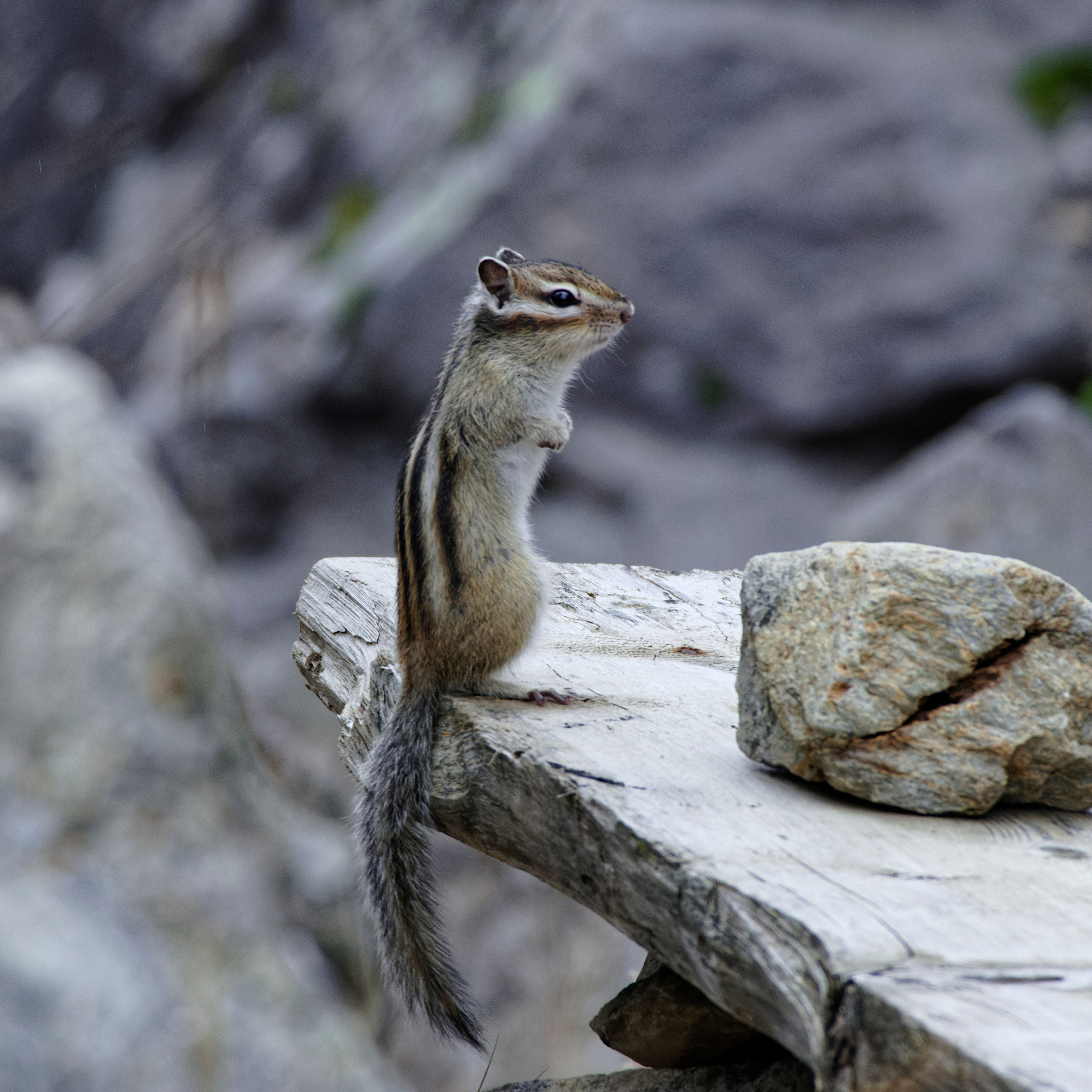 Это не фотошоп. Я видел это в горах Алтая. Семоха Валерий. Фотограф