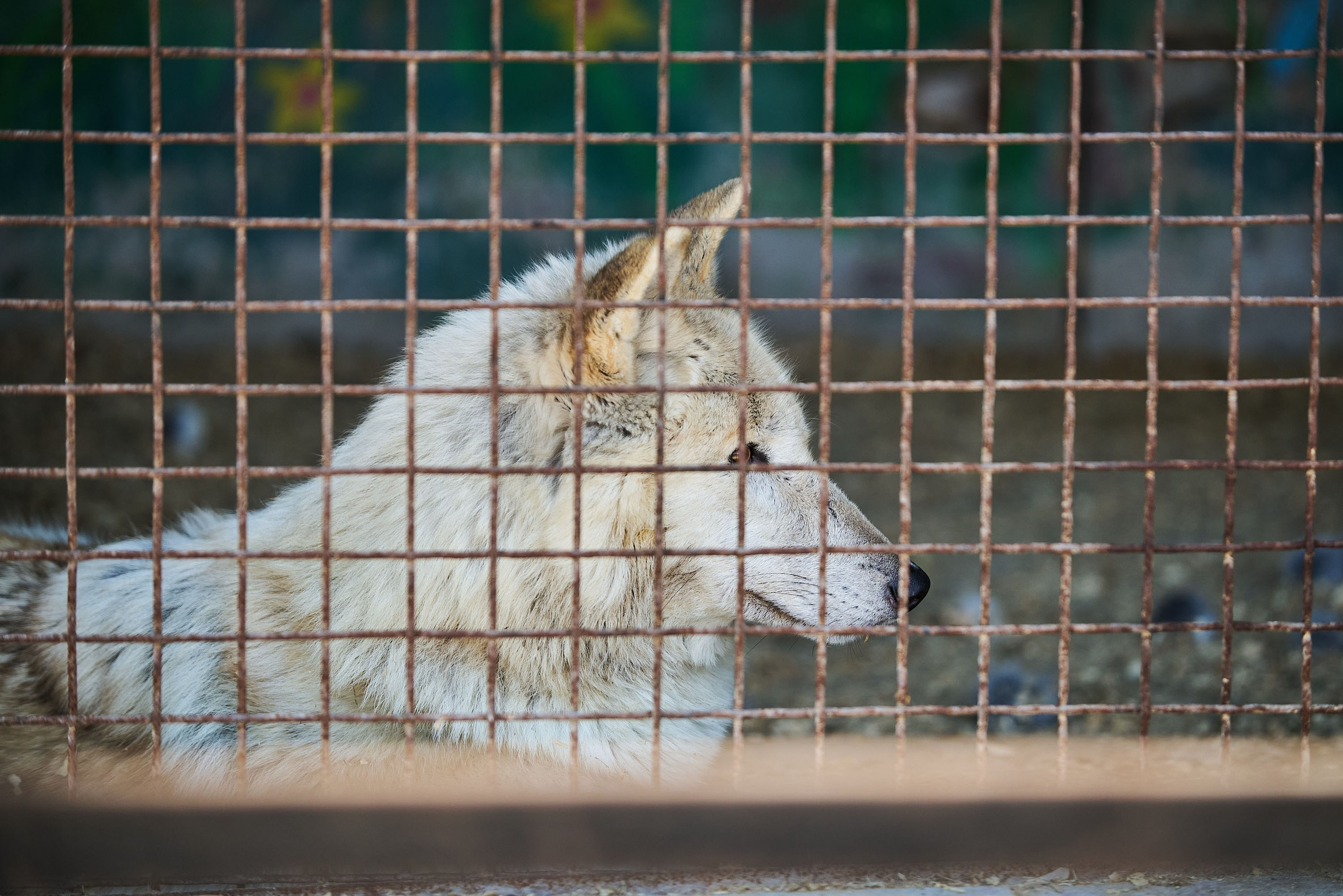 Зоопарк Иваново. Фотограф в Иваново: Каталожная съемка одежды и постельного белья, Wildberries