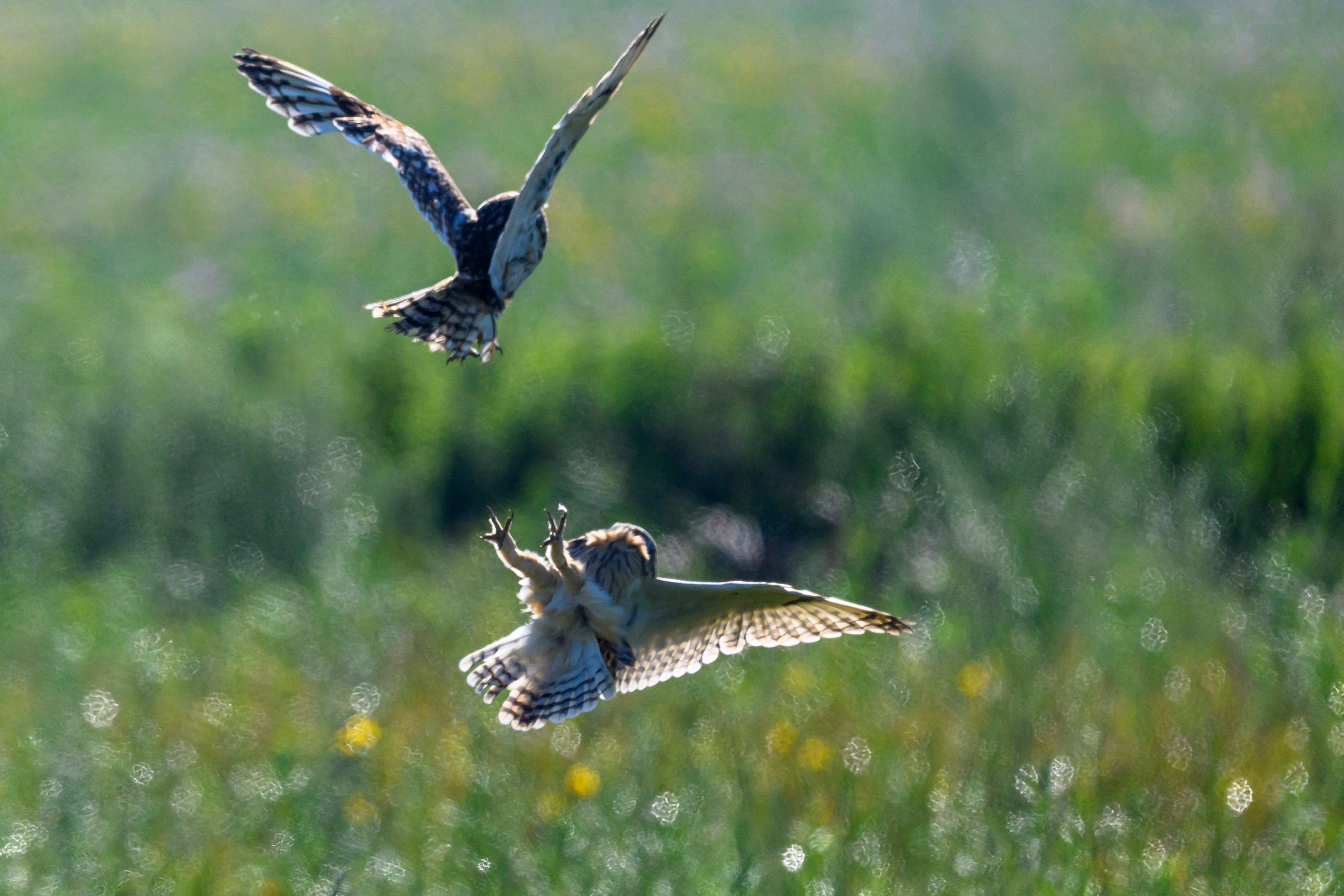 Первая охота совят. The first hunt of owlets. Фотограф Сергей Пупонин