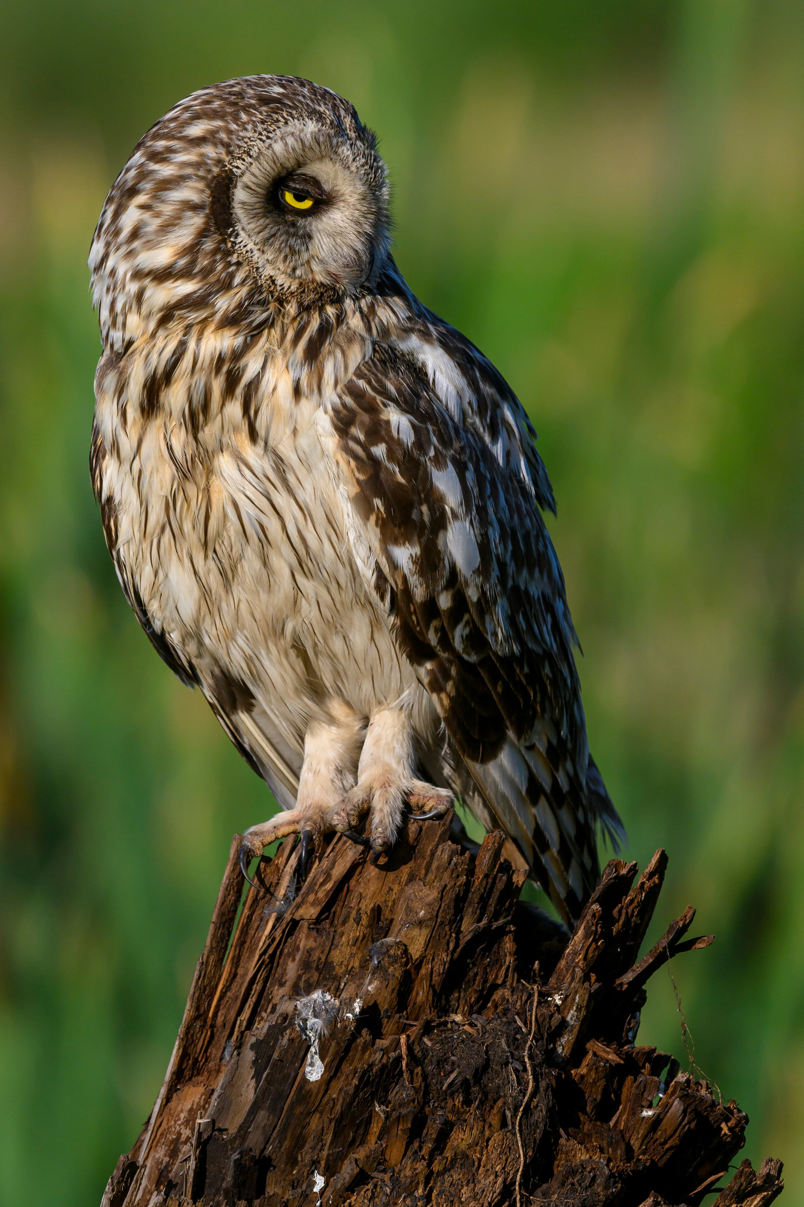 Портреты совы. Owl Portraits. Wildlife photography by Sergey Puponin