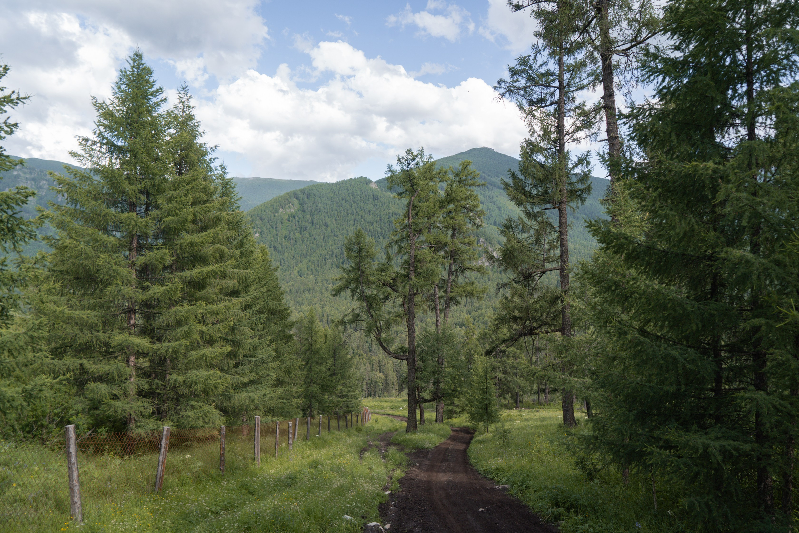 Алтай 2025. Лиза Фирстова