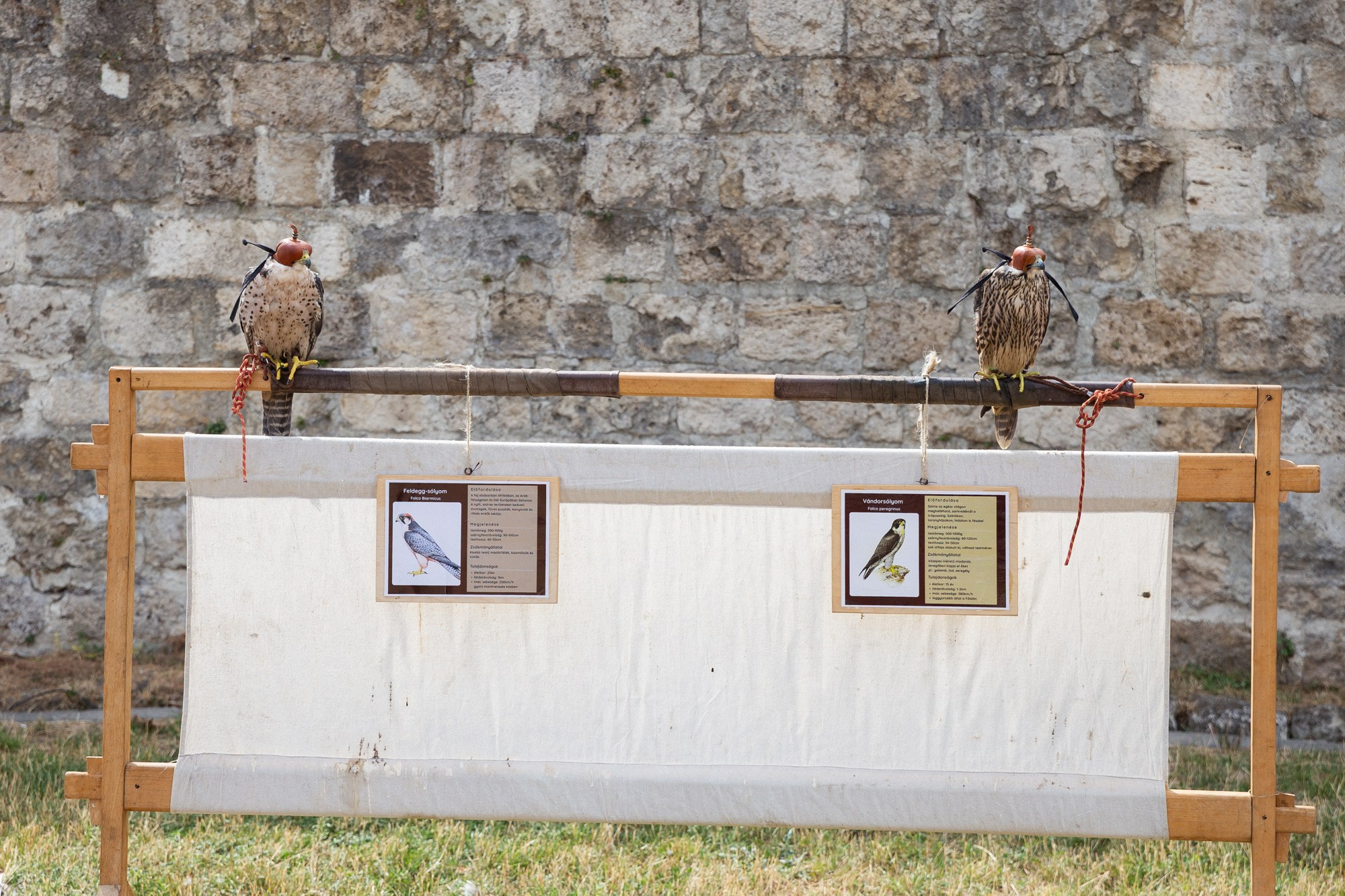 #PHOTODIARY | AmfiFeszt 2026. Photographer in Budapest — Yura Knyazev