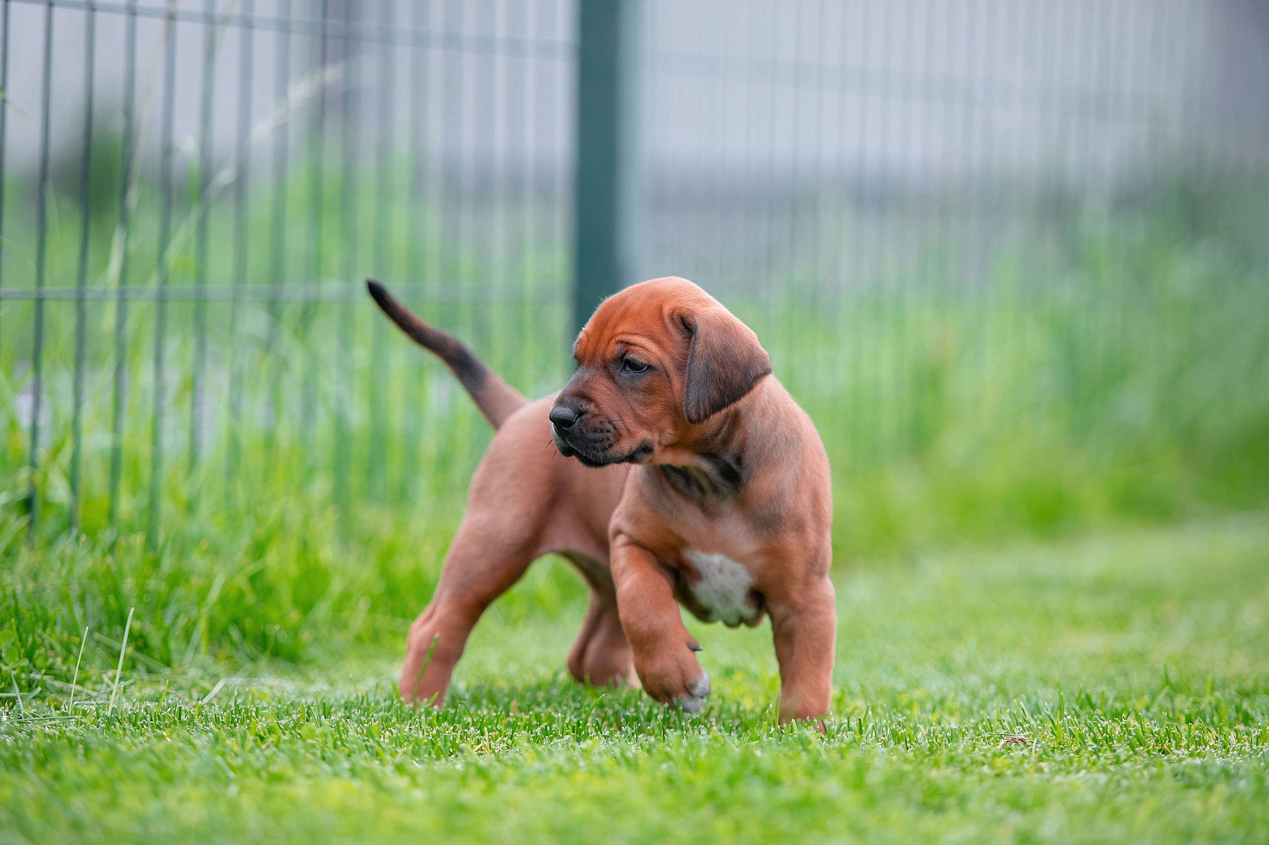 Помет Hakuna Matata. Родезийские Риджбеки в Санкт-Петербурге