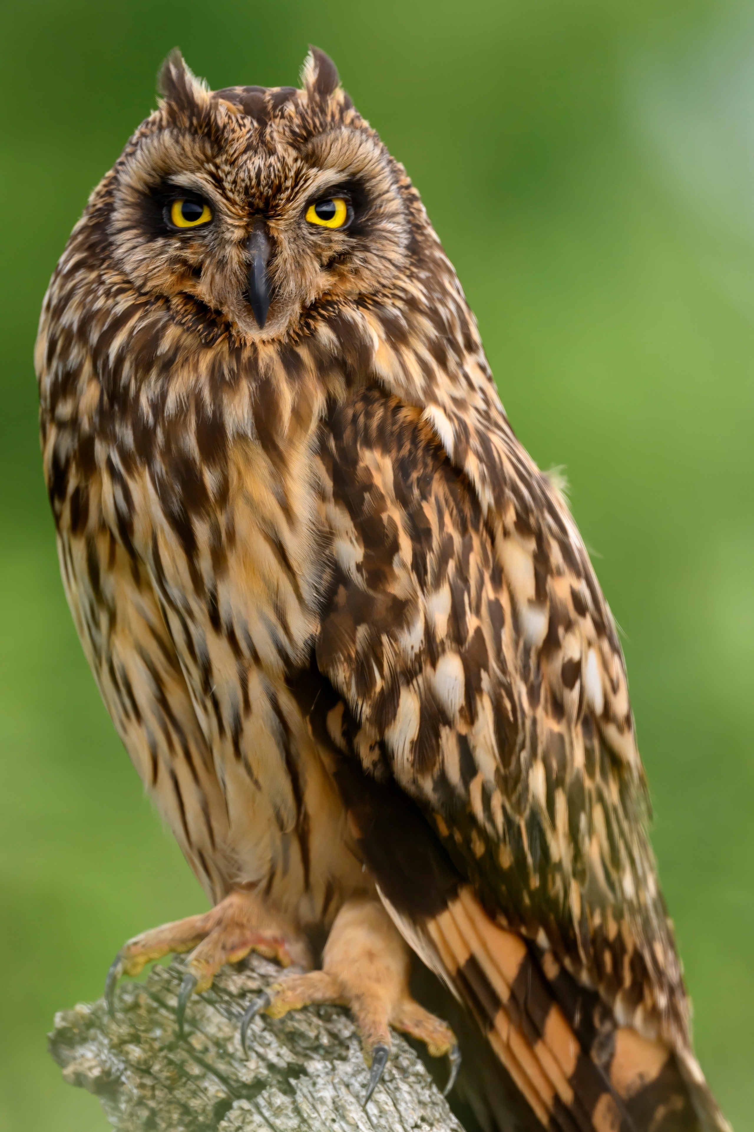 Цапли и совы. Herons and Owls. Wildlife photography by Sergey Puponin