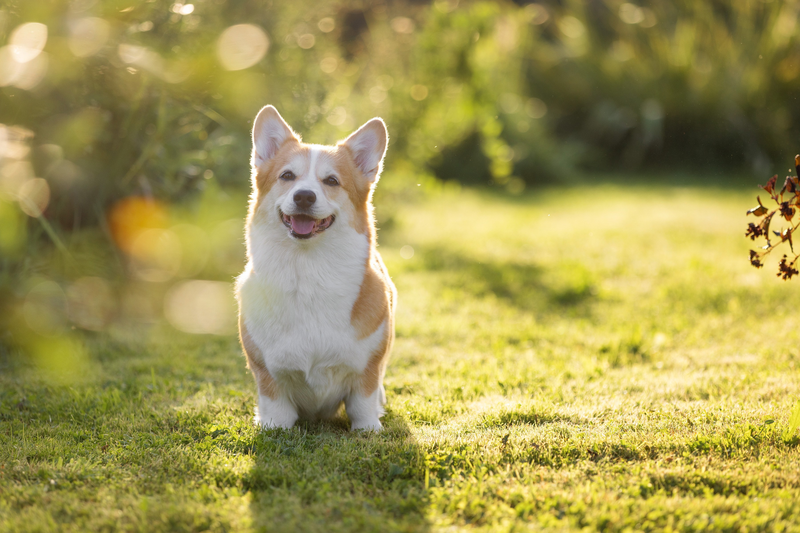 Фотограф Алена Звездина