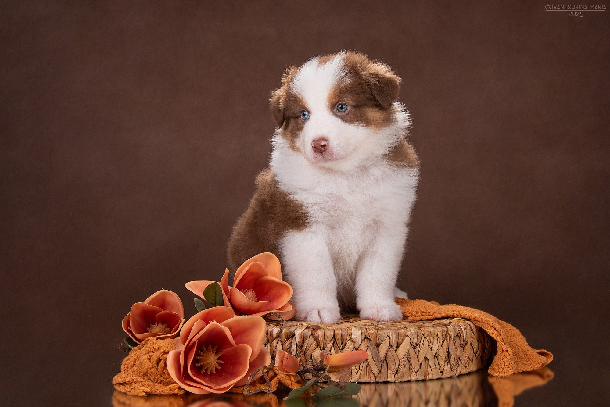 Фотосессия щенков на фонах. Фотограф собак в Москве и Московской области Иванушкина Мария