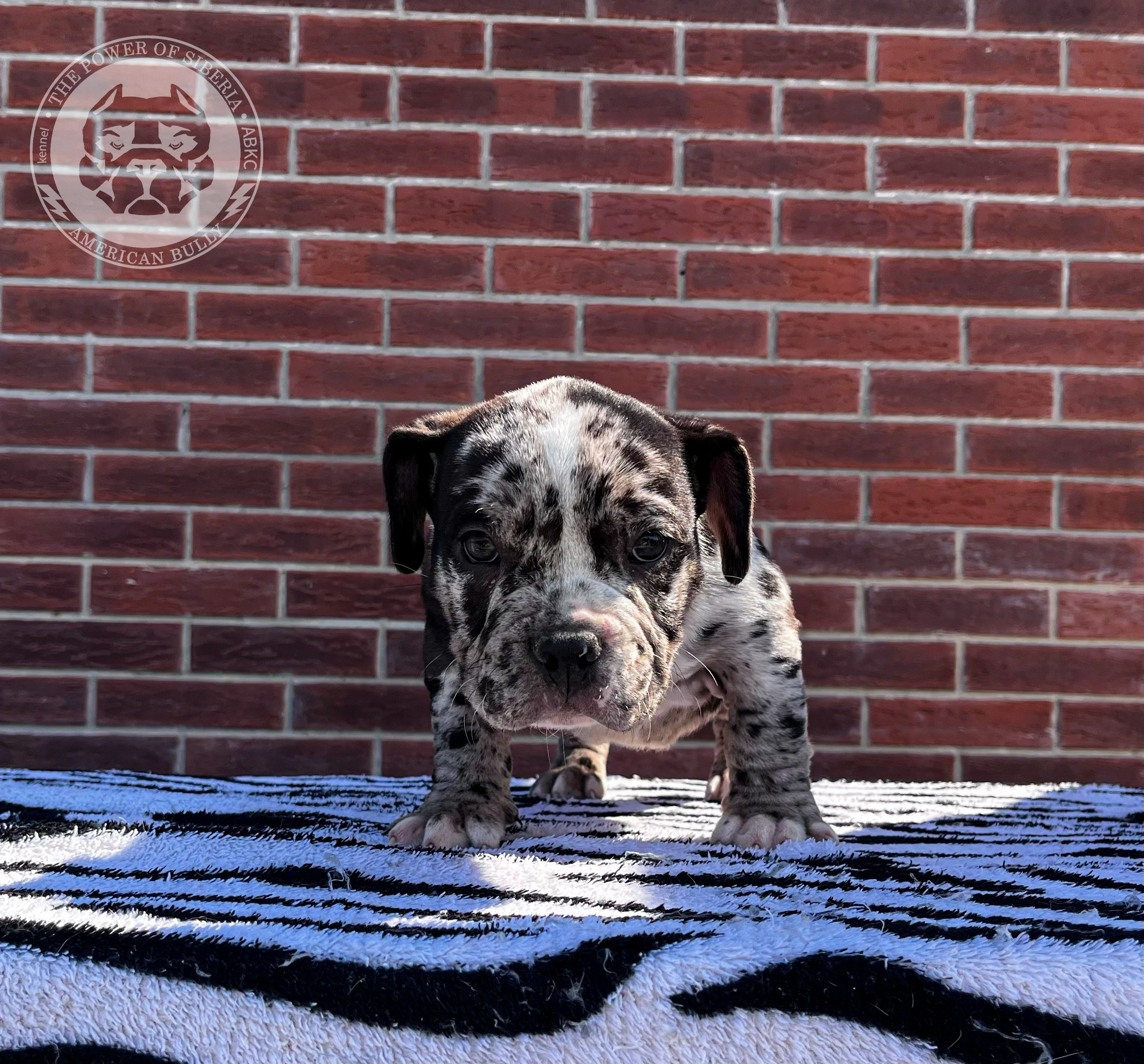 Помет Каспер и Асти. 13.04.25. Американский Булли в г. Ростов-на-Дону. Питомник THE POWER OF SIBERIA