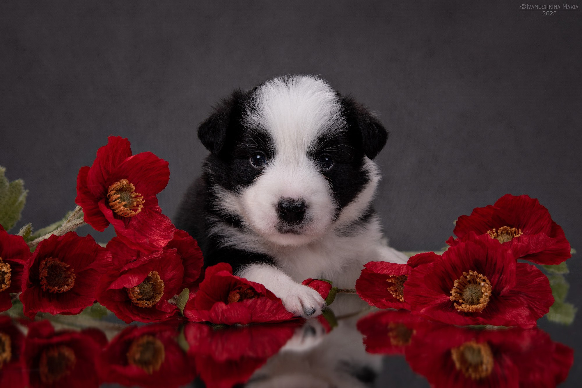 Фотосессия щенков на фонах. Фотограф собак в Москве и Московской области Иванушкина Мария
