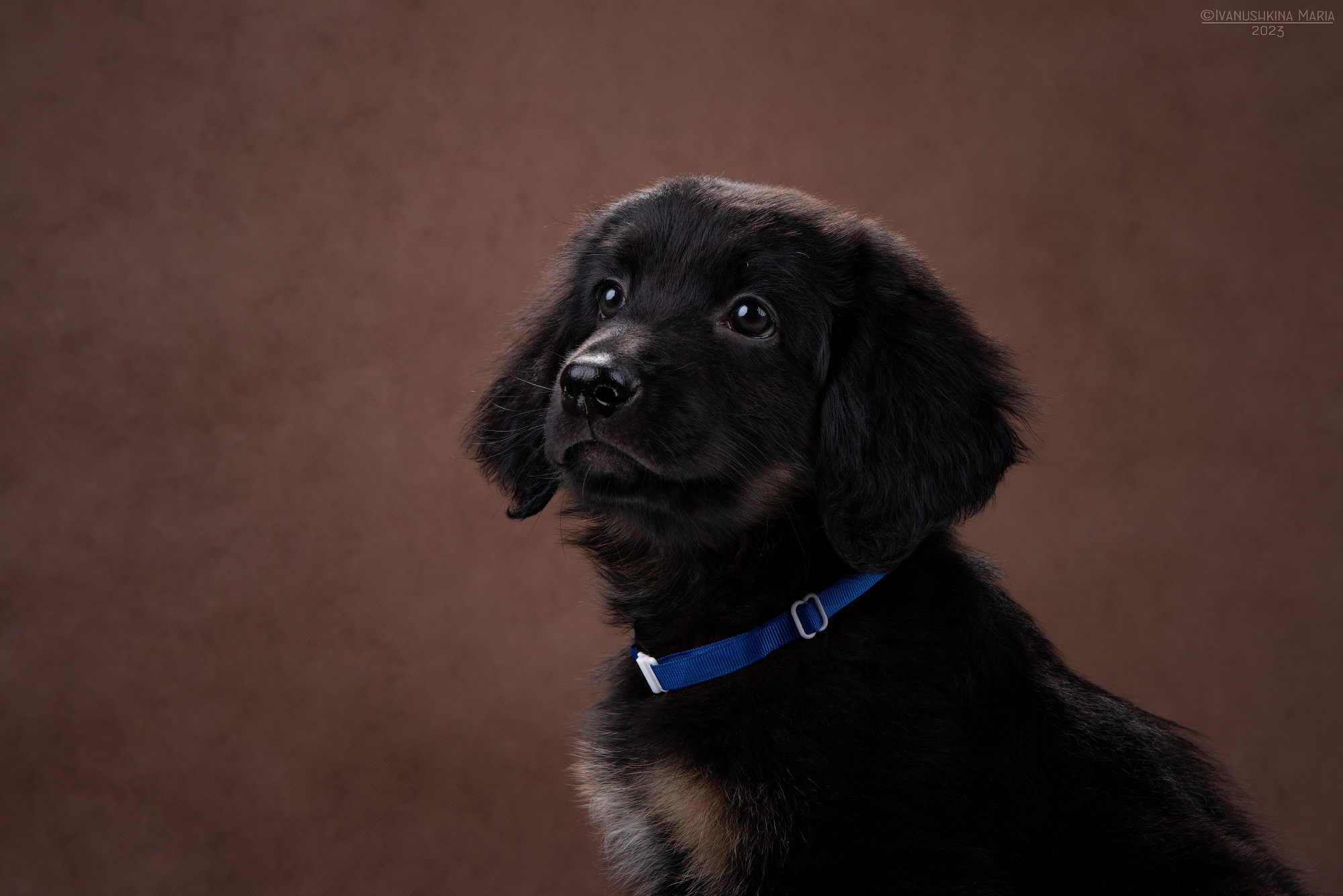 Фотосессия щенков на фонах. Фотограф собак в Москве и Московской области Иванушкина Мария