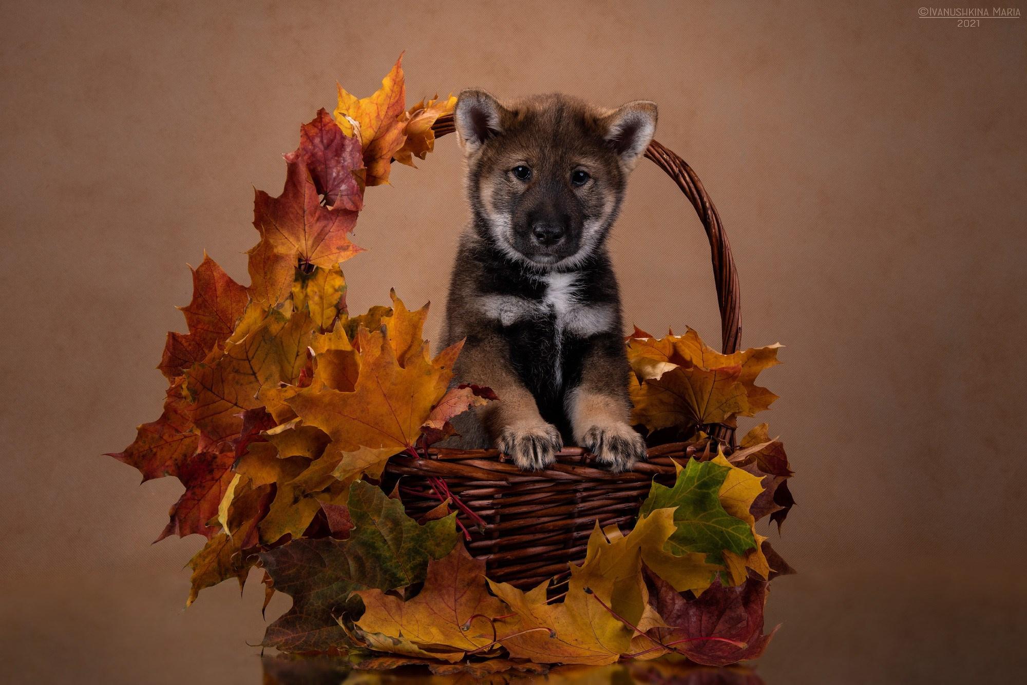Фотосессия щенков на фонах. Фотограф собак в Москве и Московской области Иванушкина Мария
