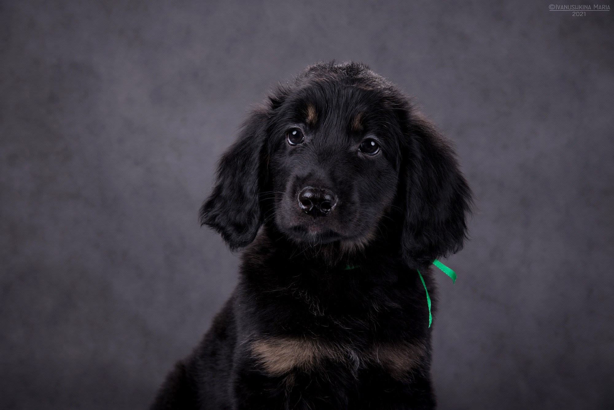 Фотосессия щенков на фонах. Фотограф собак в Москве и Московской области Иванушкина Мария