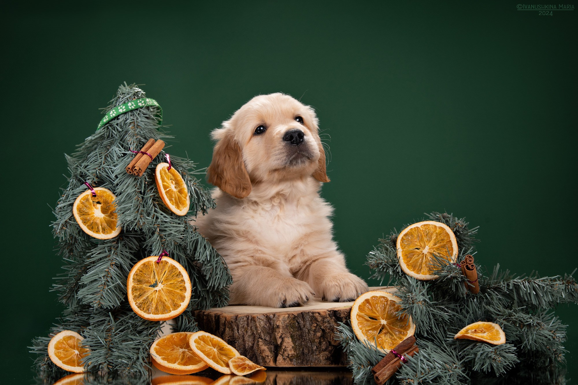 Фотосессия щенков на фонах. Фотограф собак в Москве и Московской области Иванушкина Мария