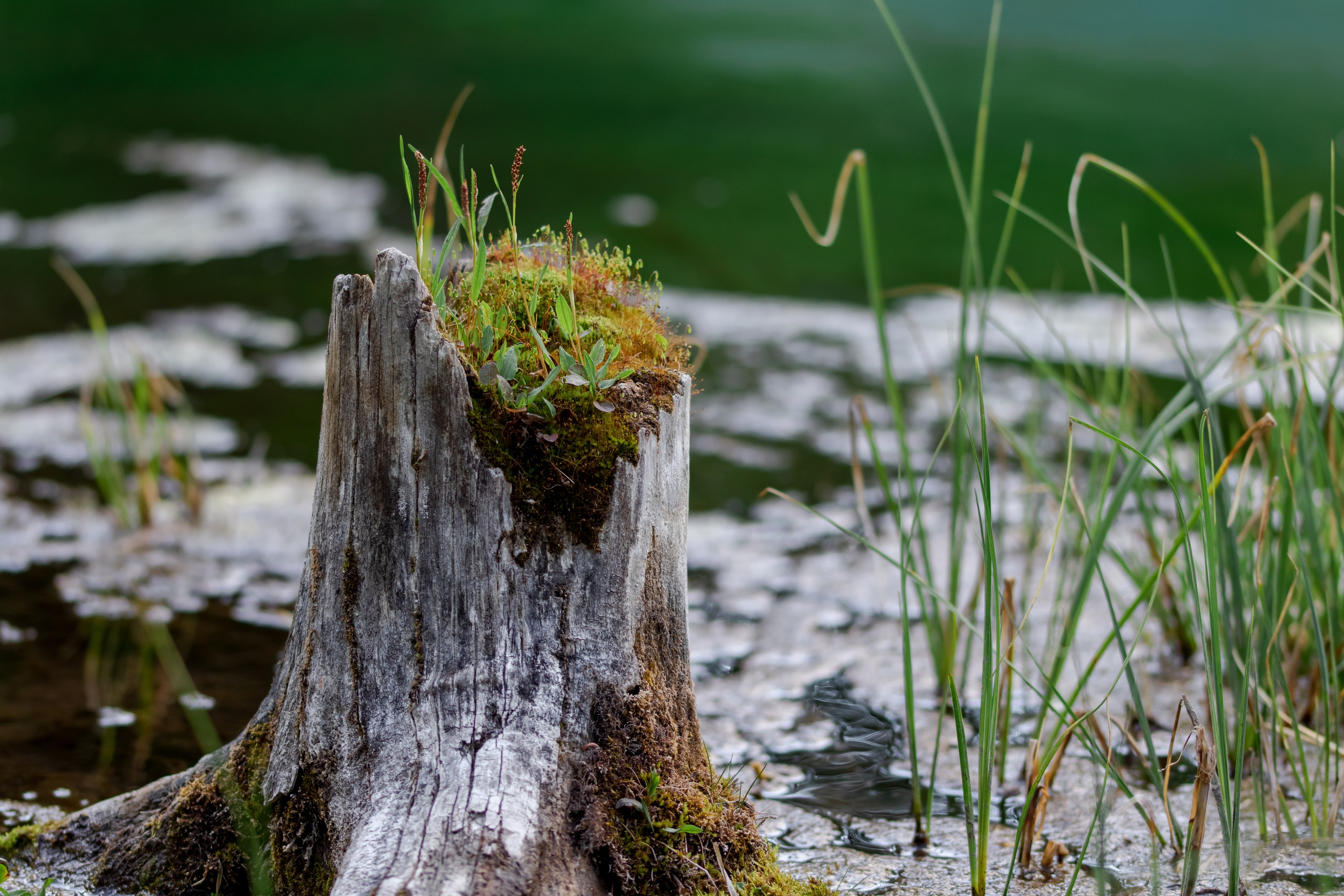 Горный Алтай. Фотограф Кирилл Мешков Кемерово