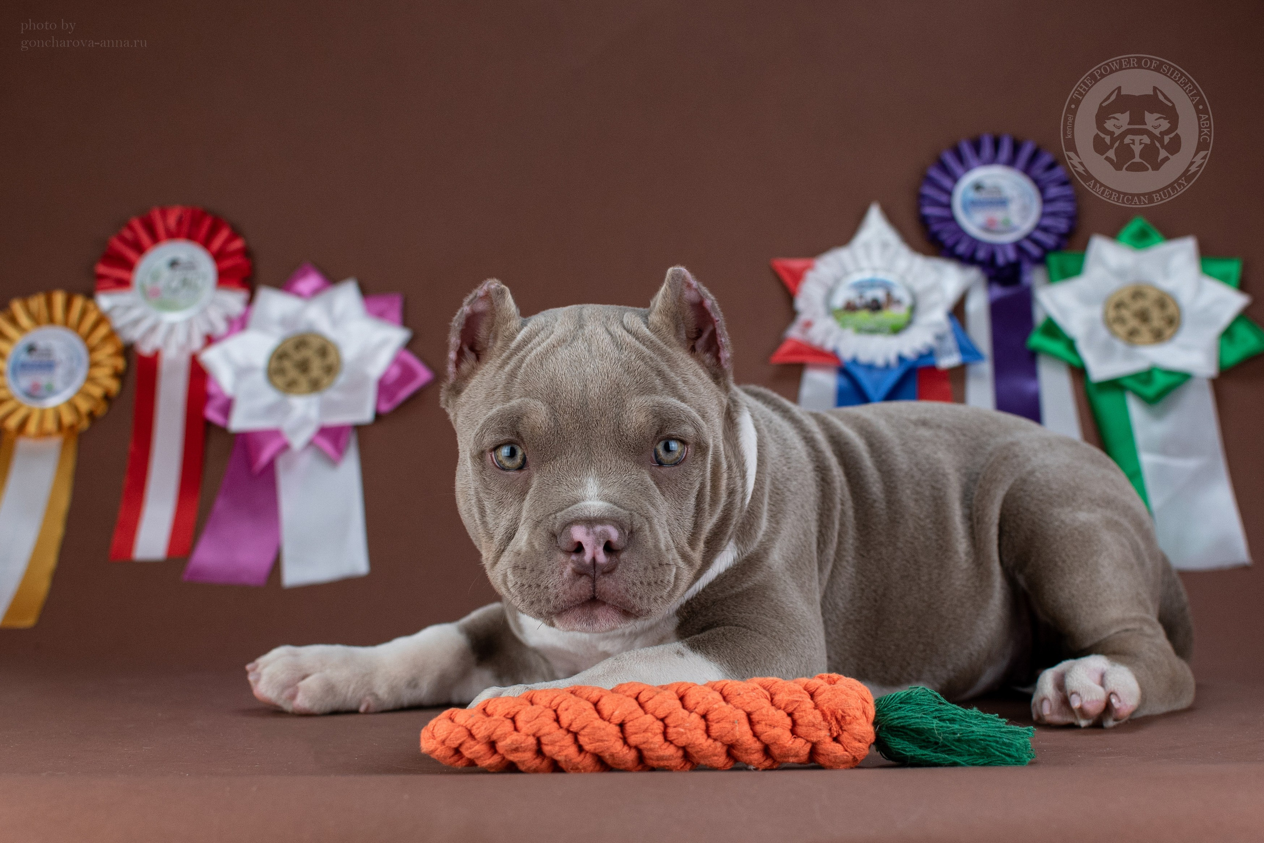 кобель на вязку Американский Булли в Москве
