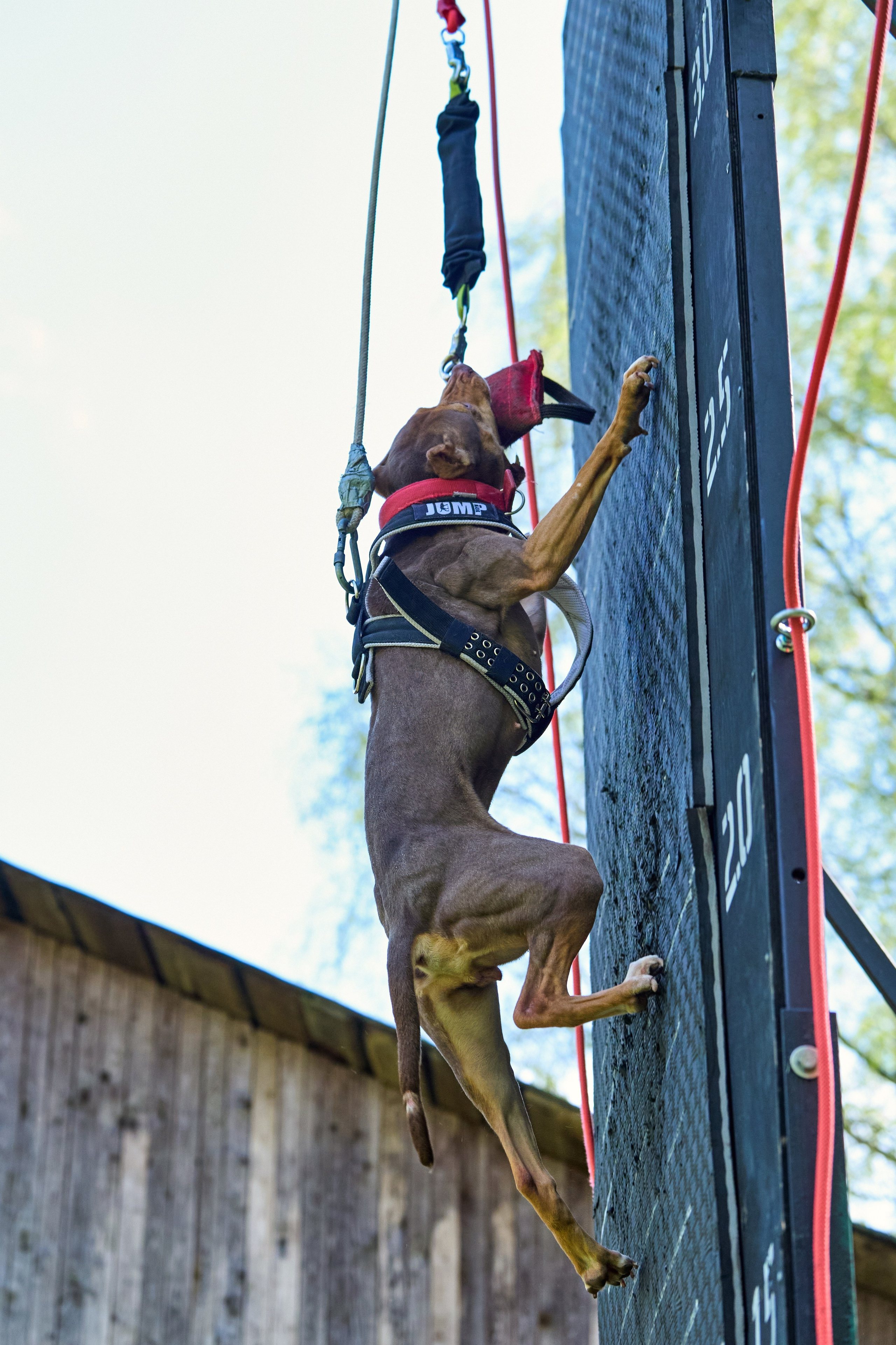 Фотосессия на площадке Jump'n'Gym. Фотограф-анималист Михаил Манухин