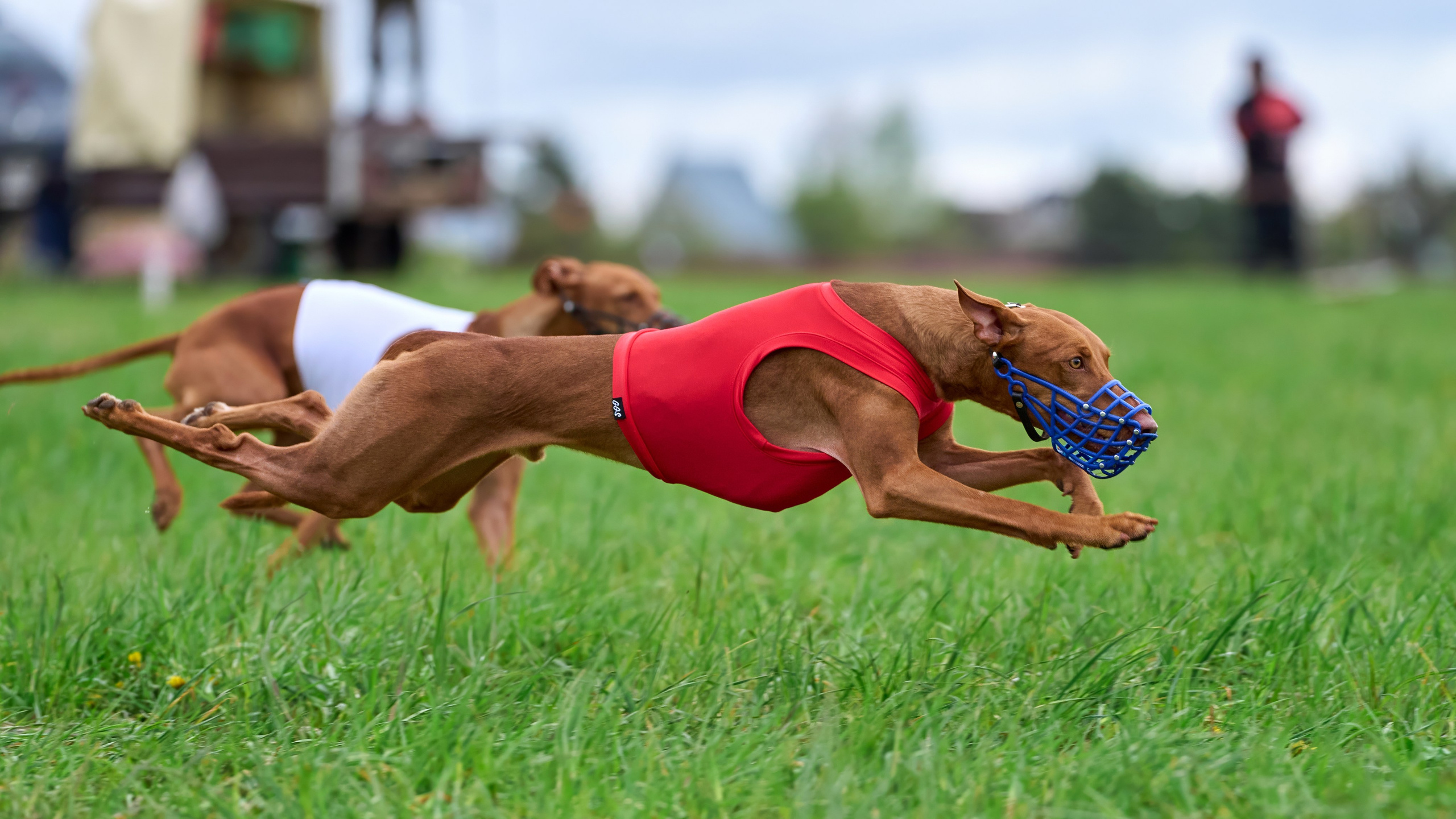 ПЧРКФ по курсингу. Фотограф-анималист Михаил Манухин