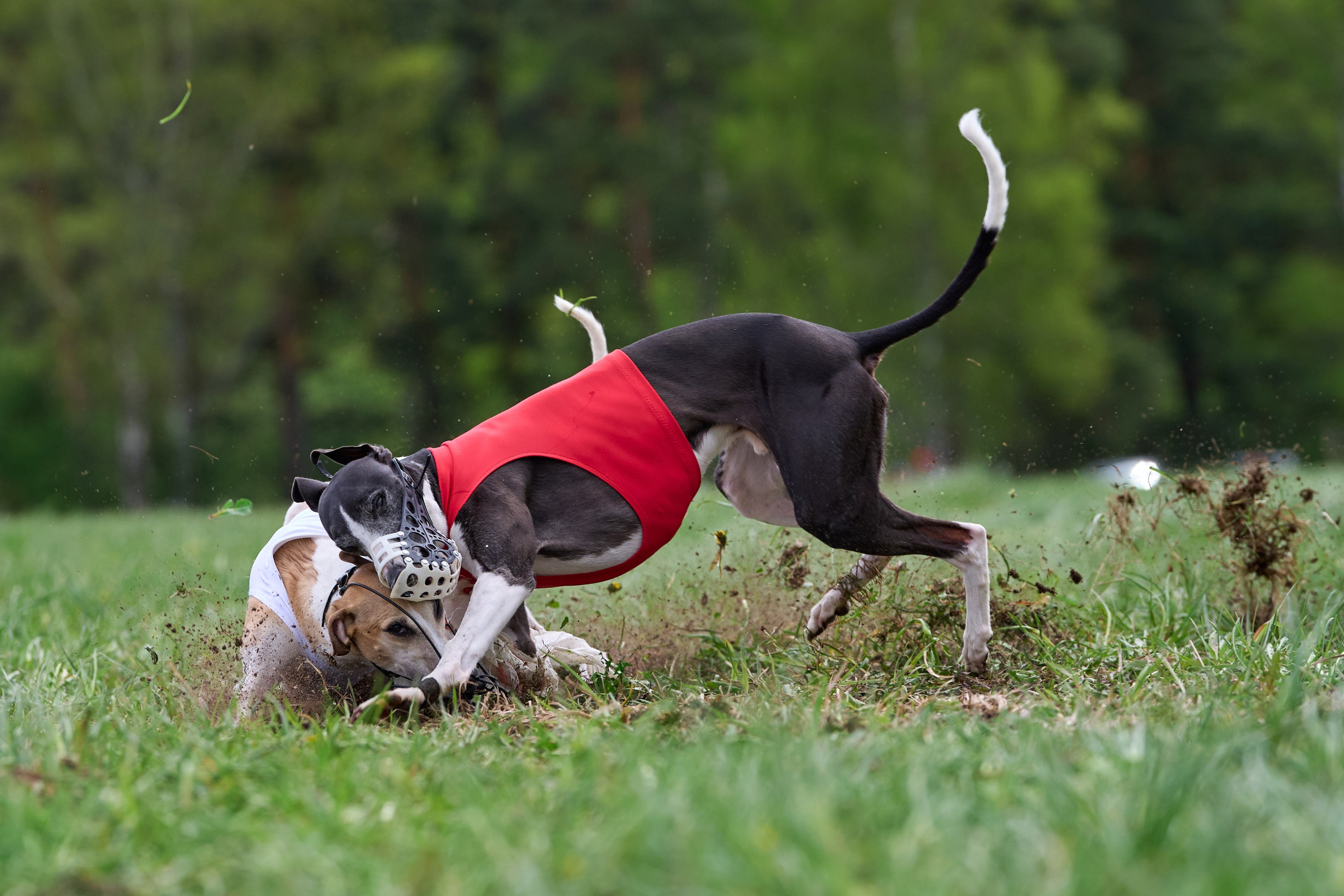 ПЧРКФ по курсингу. Фотограф-анималист Михаил Манухин