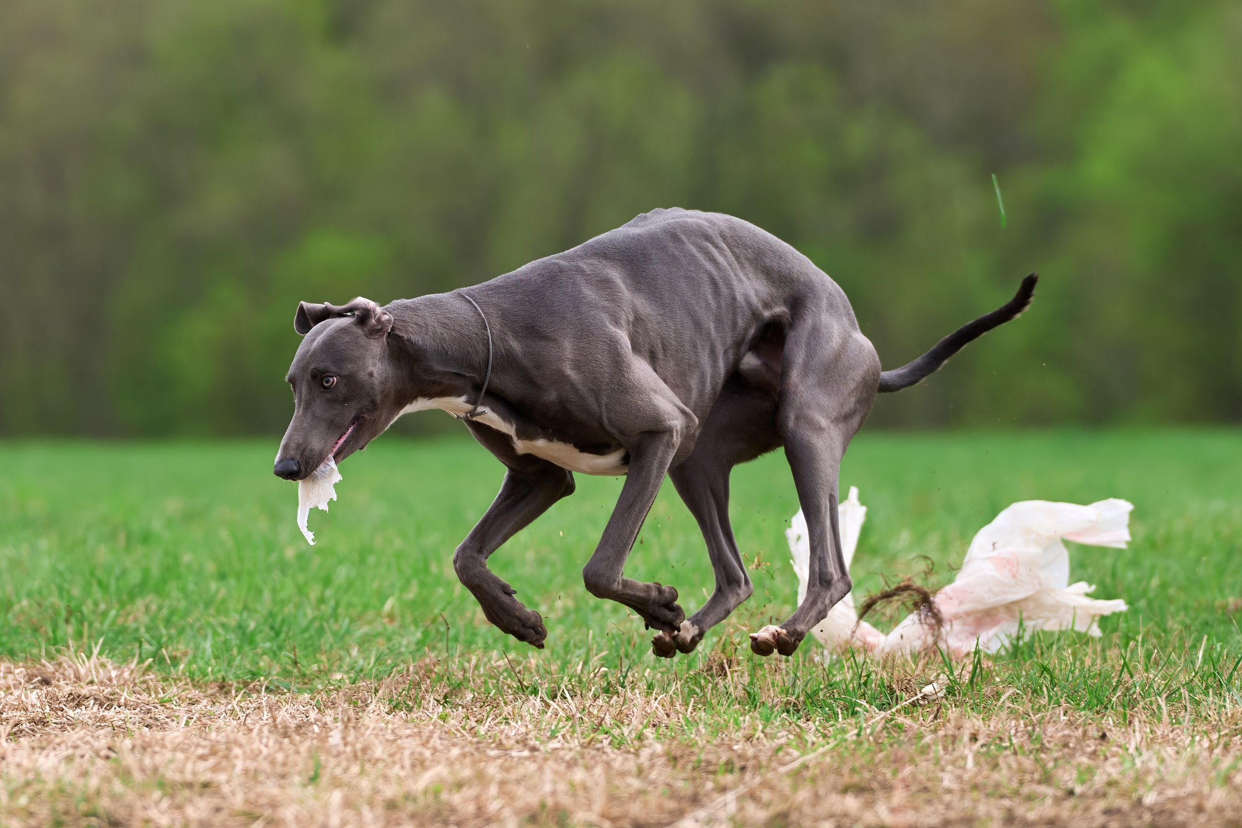 Тренировка по курсингу «на Ярославке». Фотограф-анималист Михаил Манухин
