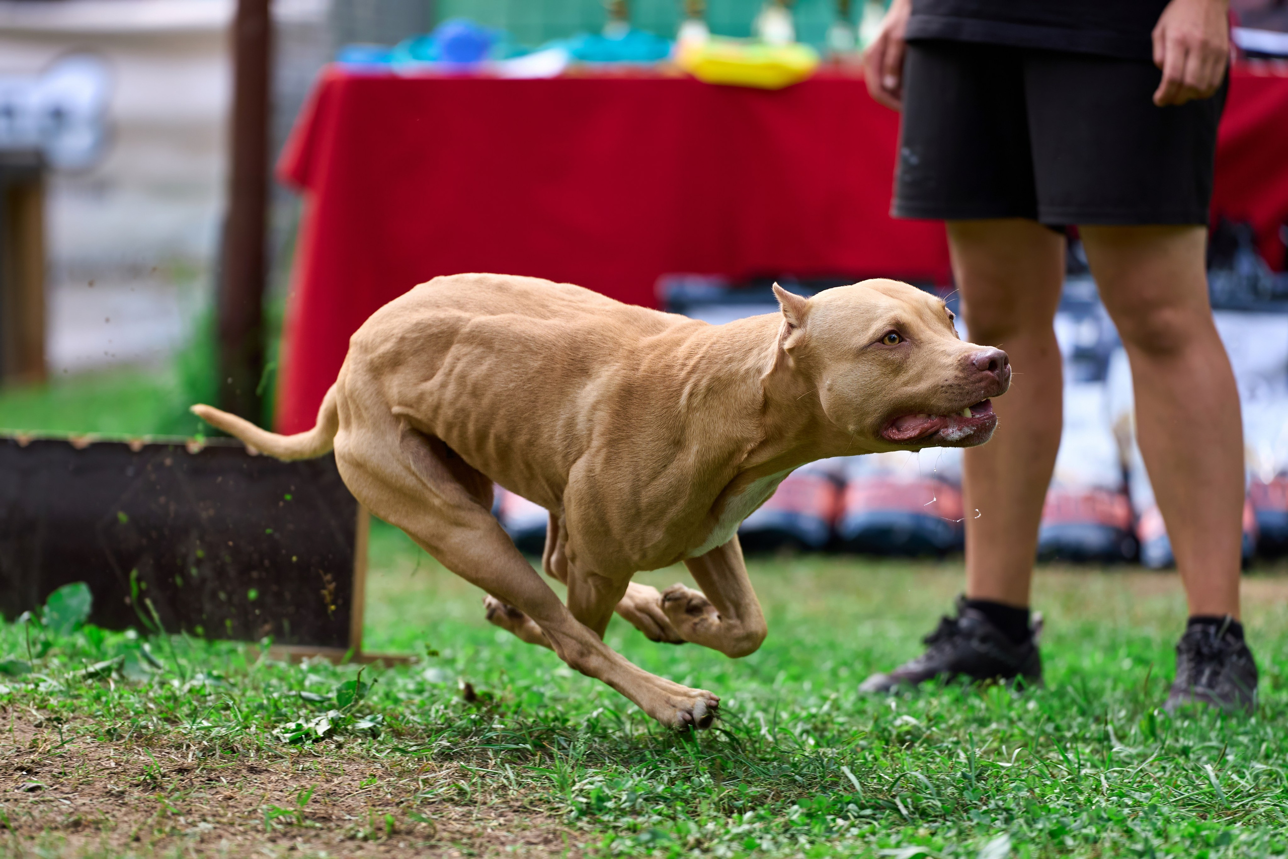 Jump'n'Gym JUMP! — 2024. Фотограф-анималист Михаил Манухин