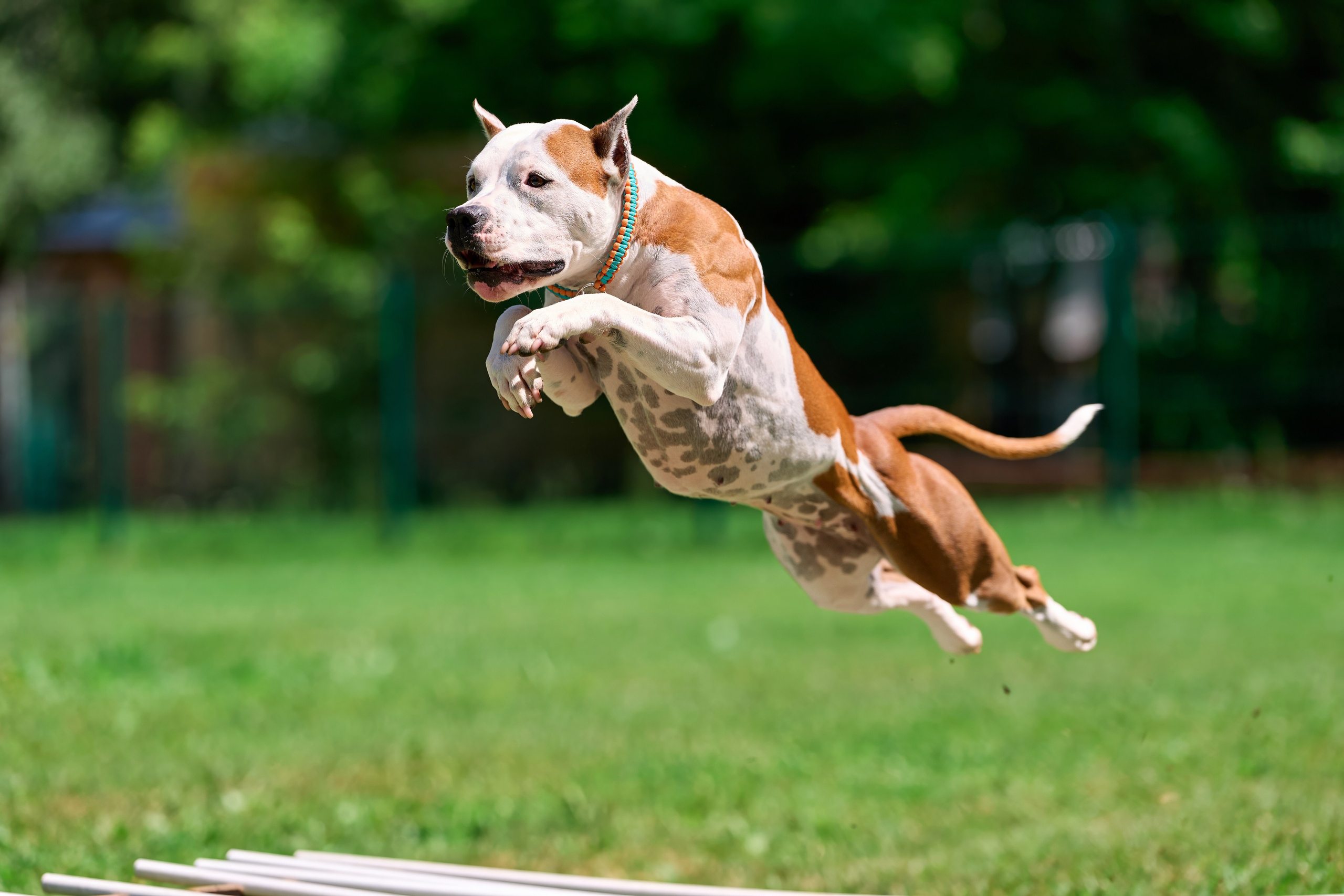 Двухдневные соревнования «Jump'n'Gym Fest — 2024». Фотограф-анималист Михаил Манухин