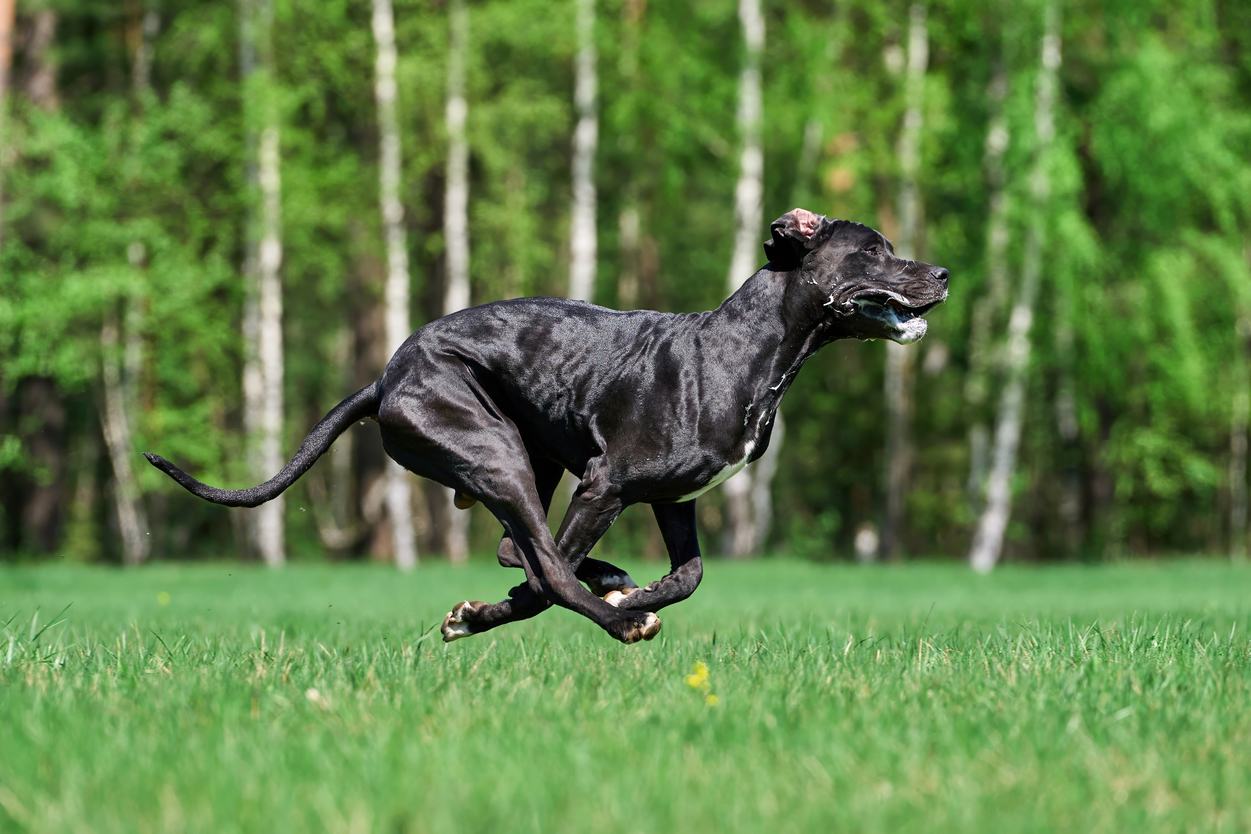 Тренировка по курсингу Донино. Фотограф-анималист Михаил Манухин