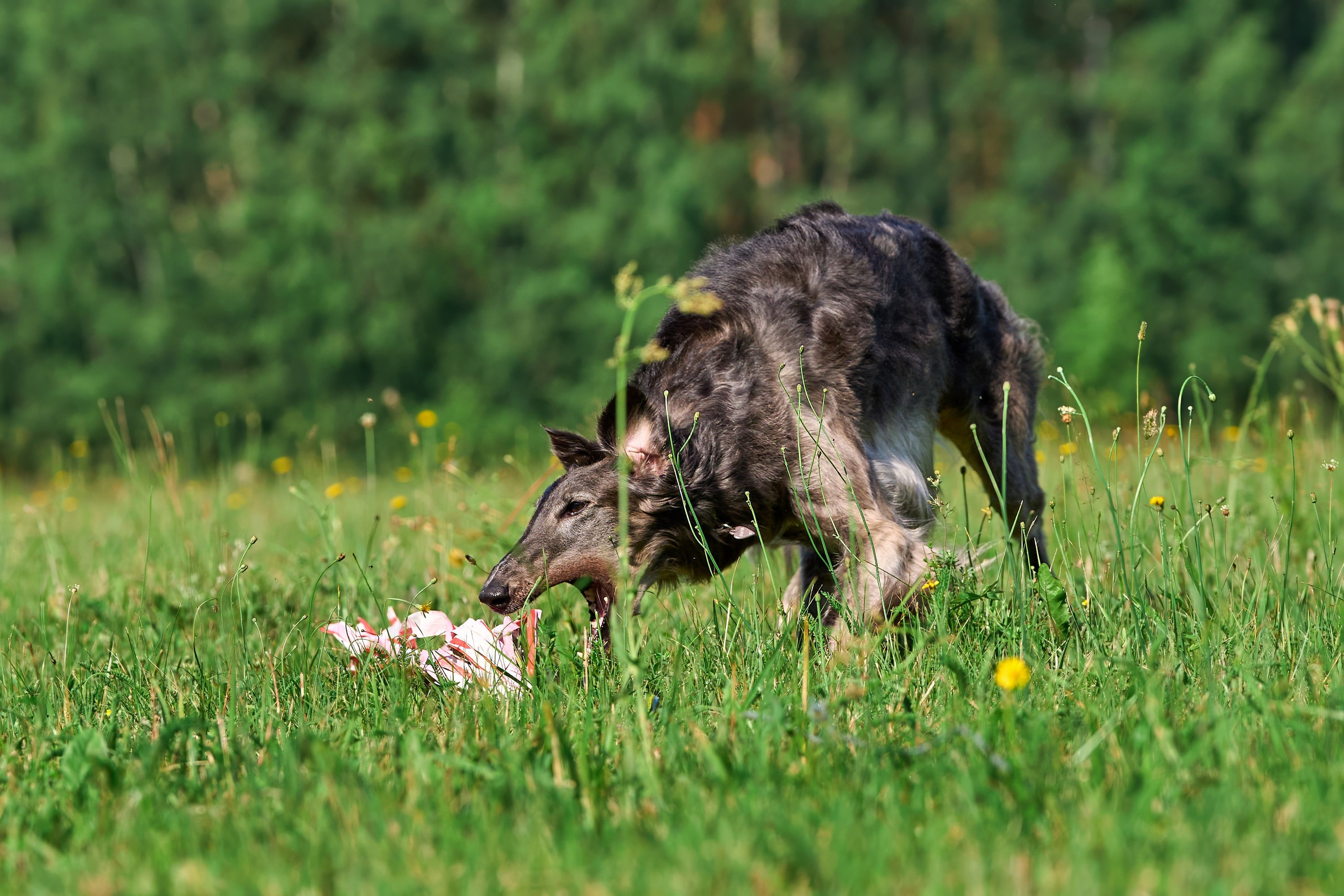 Тренировка по курсингу Донино. Фотограф-анималист Михаил Манухин