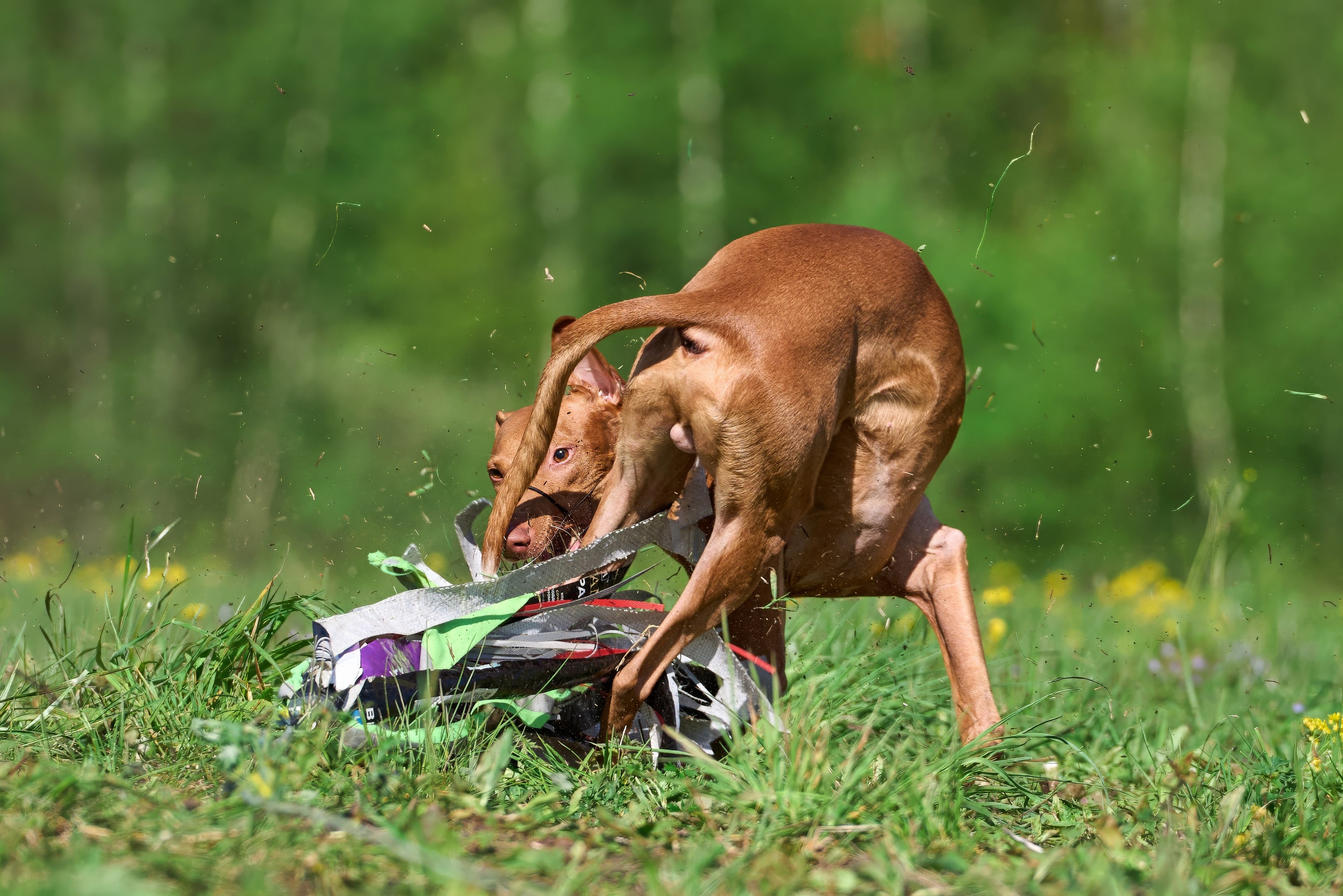 Квалификация по курсингу Донино. Фотограф-анималист Михаил Манухин
