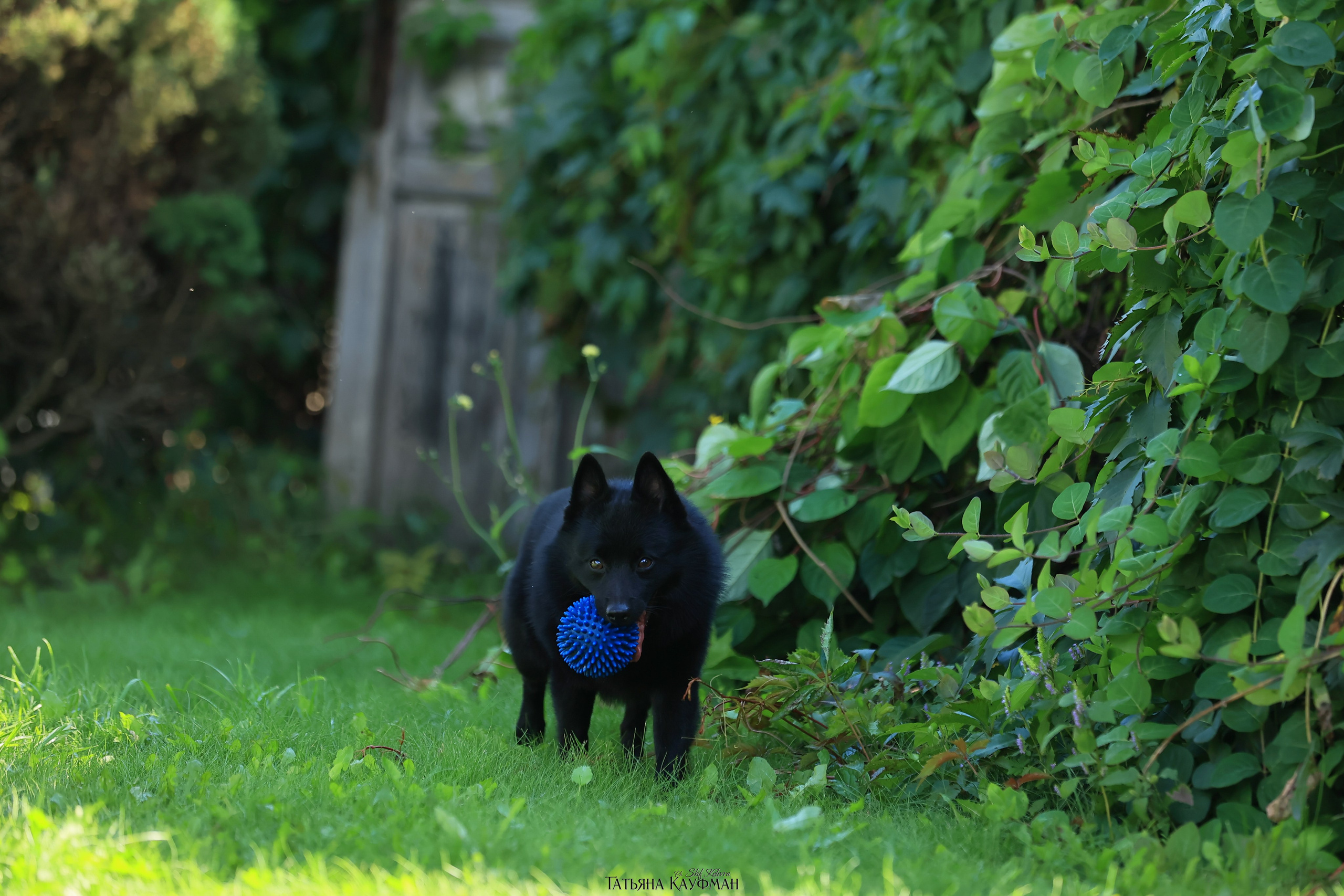 Шипперке, схипперке, красивая собака, фотограф анималист, фотокурс Анималистика, научиться фотографировать собак, фотограф Новосибирск