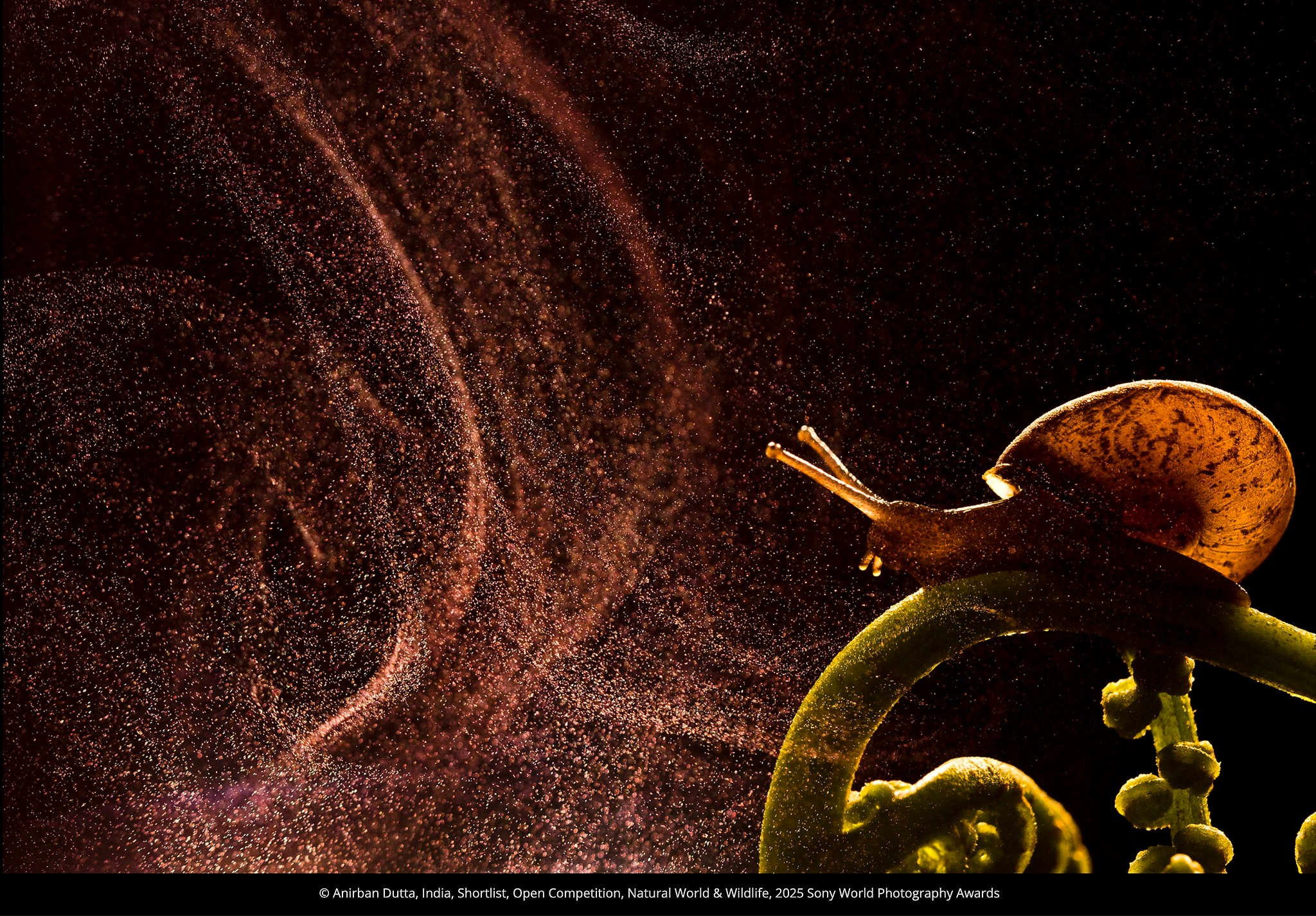 Победители и проигравшие фотоконкурса Sony World Photography Awards 2025. Фотограф Михаил Мордасов, Сочи. Мероприятия, портреты, спорт, репортаж