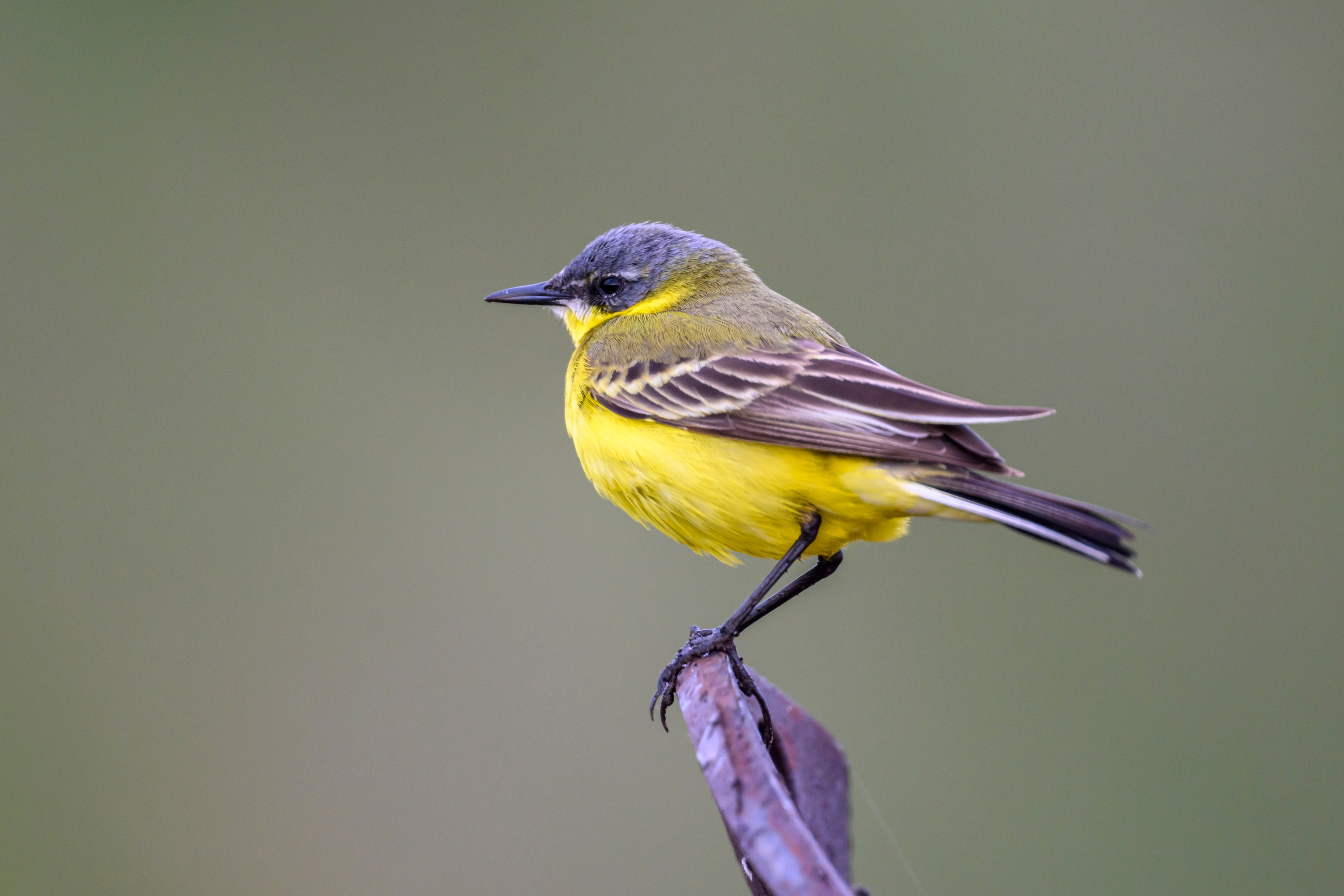 Чекан, гнезда пустельги и чибиса. Фотограф Сергей Пупонин