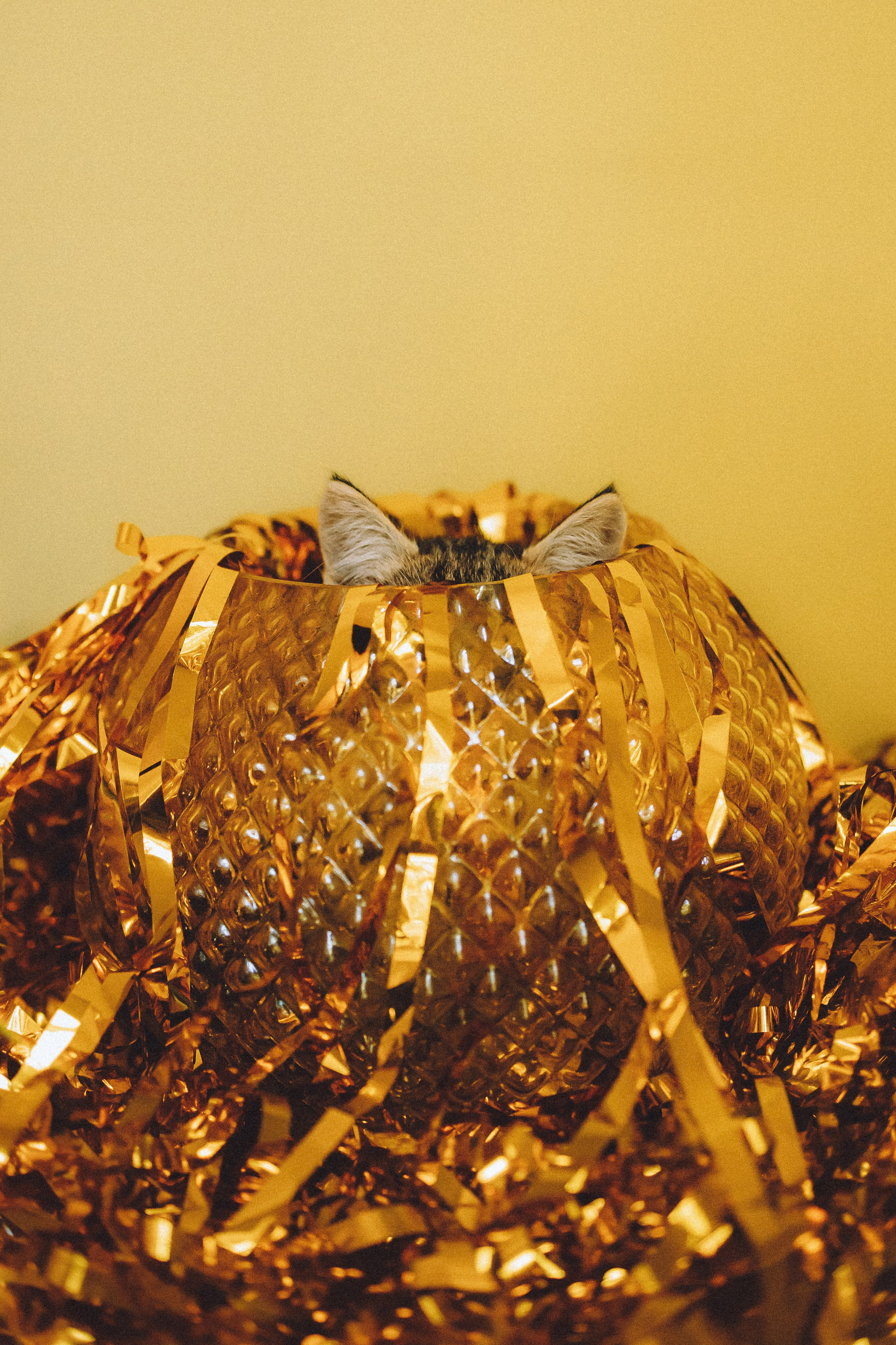 Более 30 идей для фотосессии с котенком