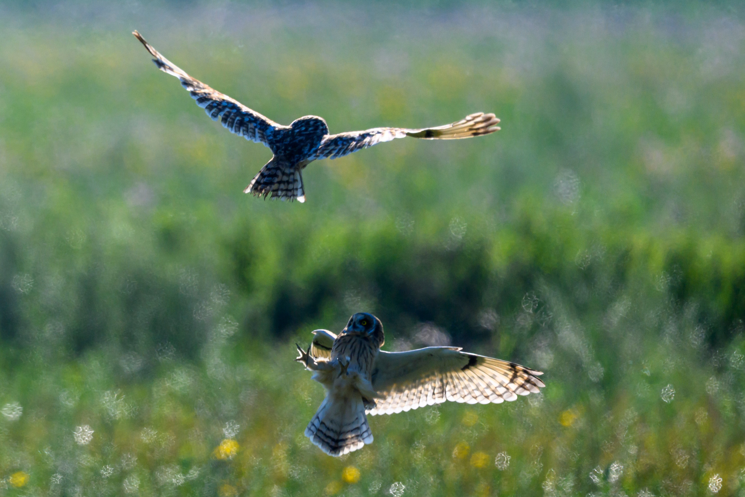 Первая охота совят. The first hunt of owlets. Фотограф Сергей Пупонин