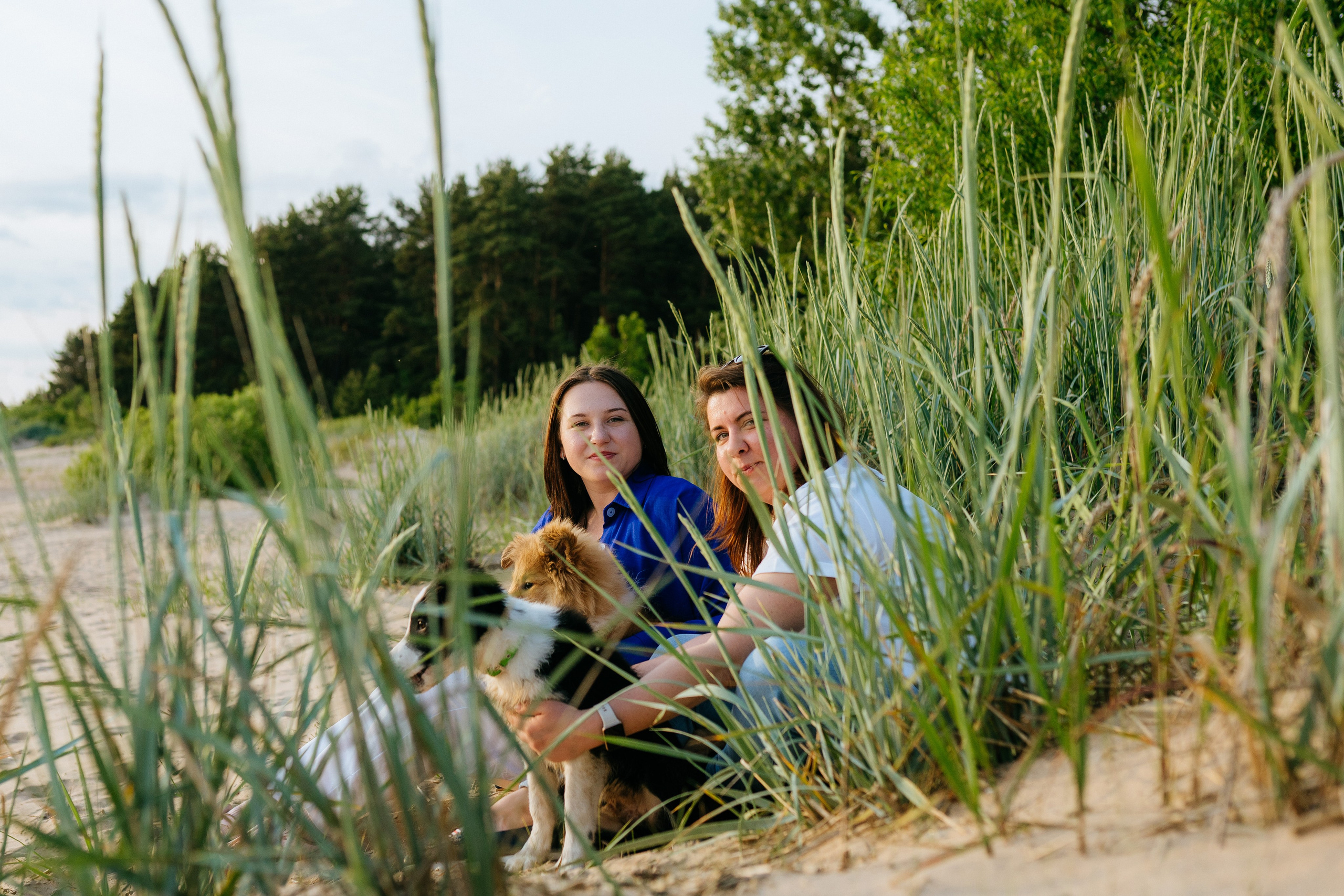 Фотосессия со щенками колли. Фотограф анималист в Спб недорого Олеся Майорова