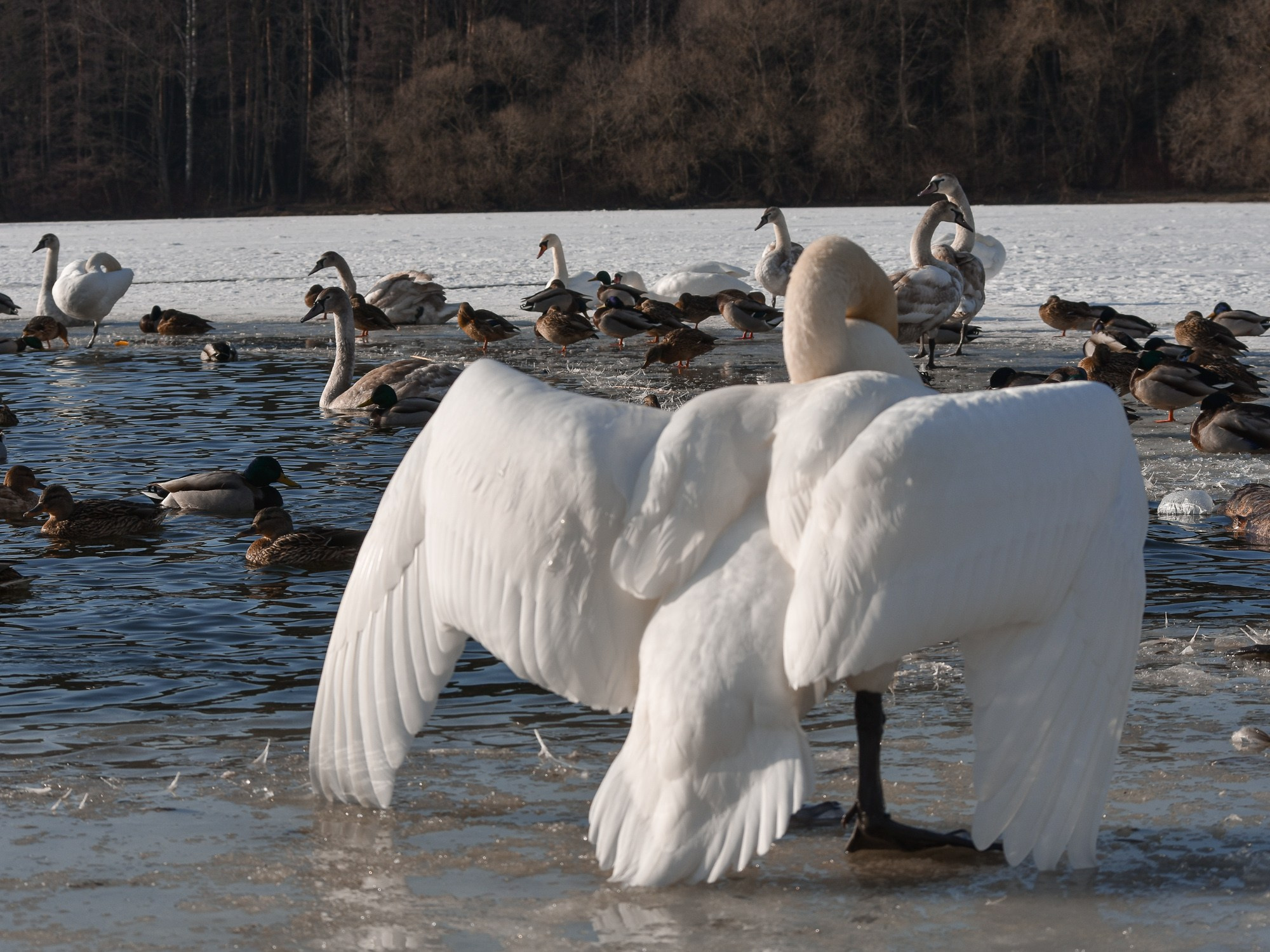 В созвучии с природой. Фотограф Светлана В. Пронина, Москва