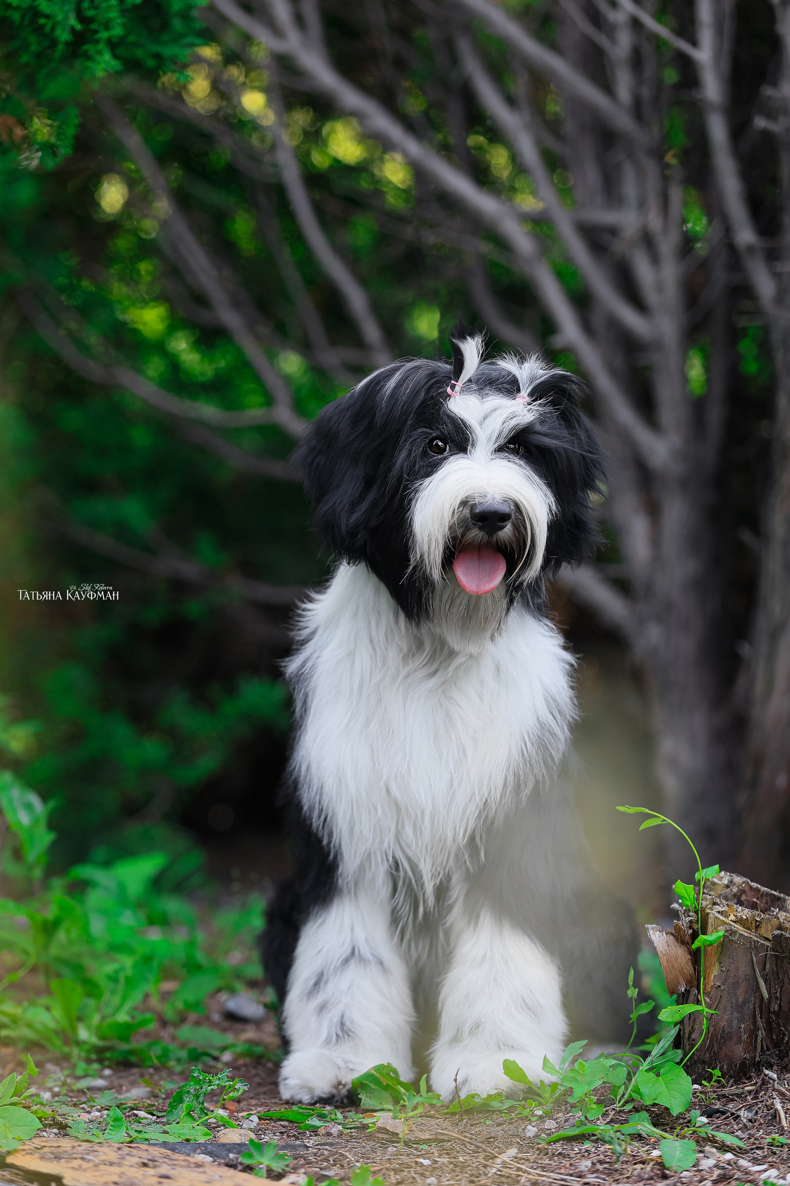 Тибетские терьеры. Фотограф Анималист из Новосибирска Татьяна Кауфман