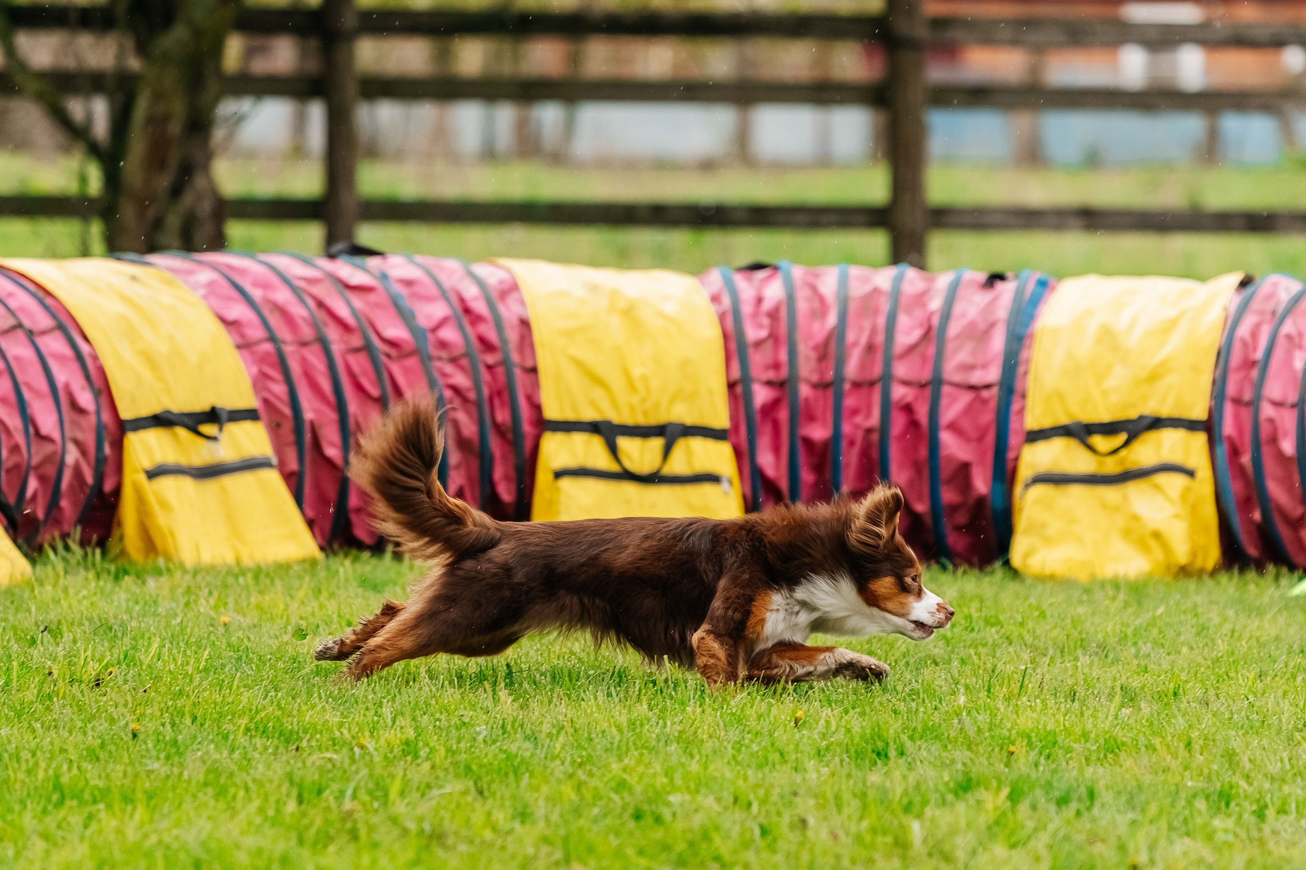 Портфолио animal. Фотограф — анималист Маргарита Хелбен Краснодар