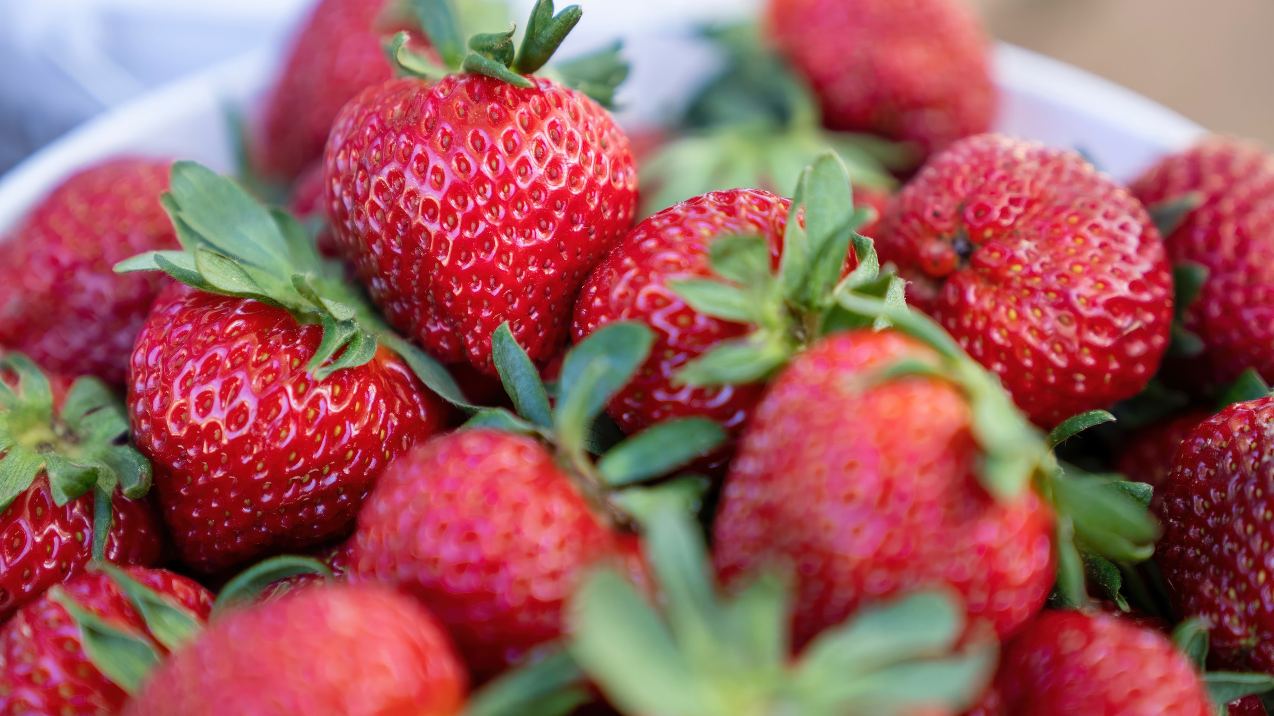 БИОЭНЕРГИЯ — Производство субстрата для теплиц, маты для выращивания