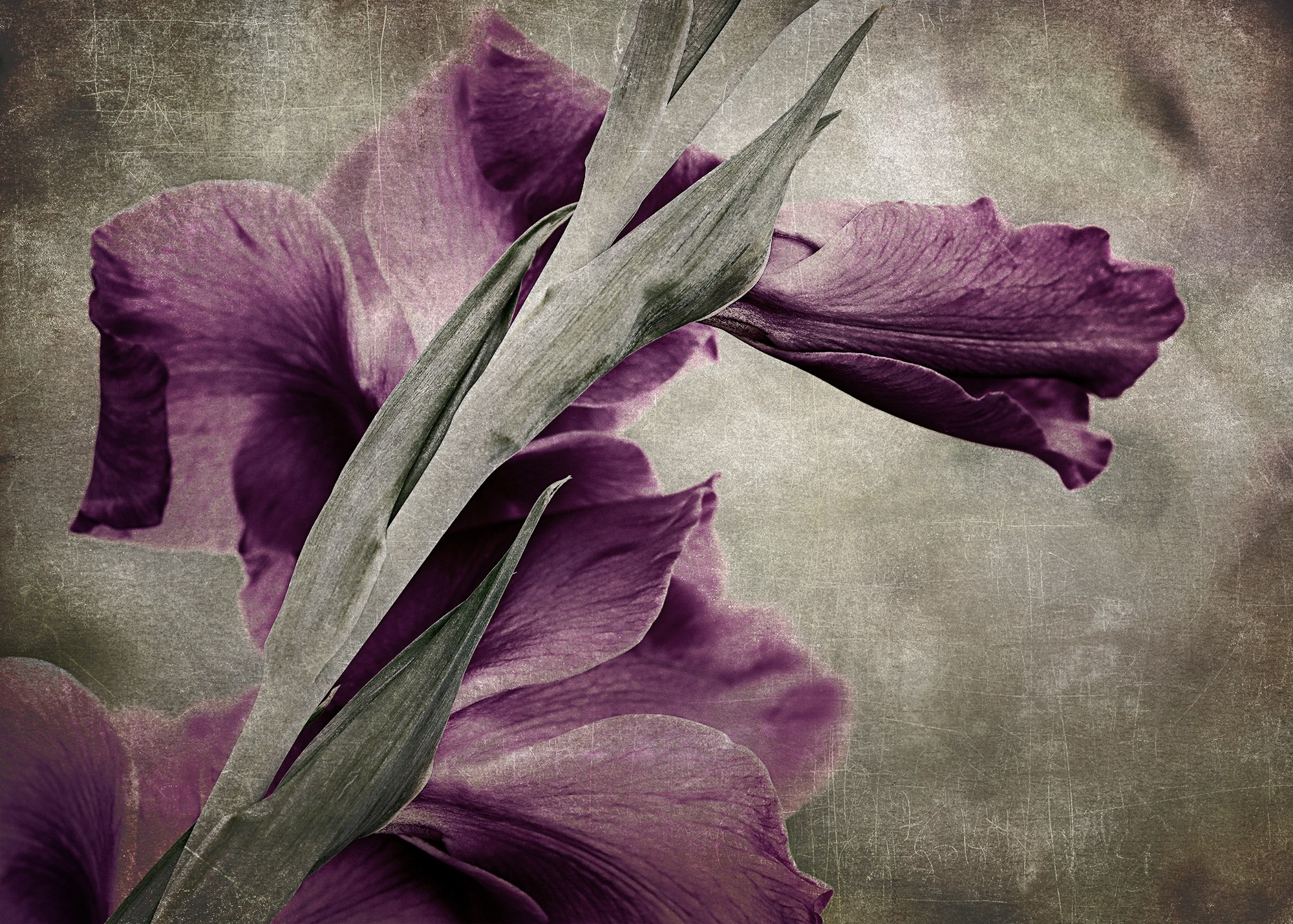 PINK VINTAGE. Eirene G | Photoartist | Flowers from my garden