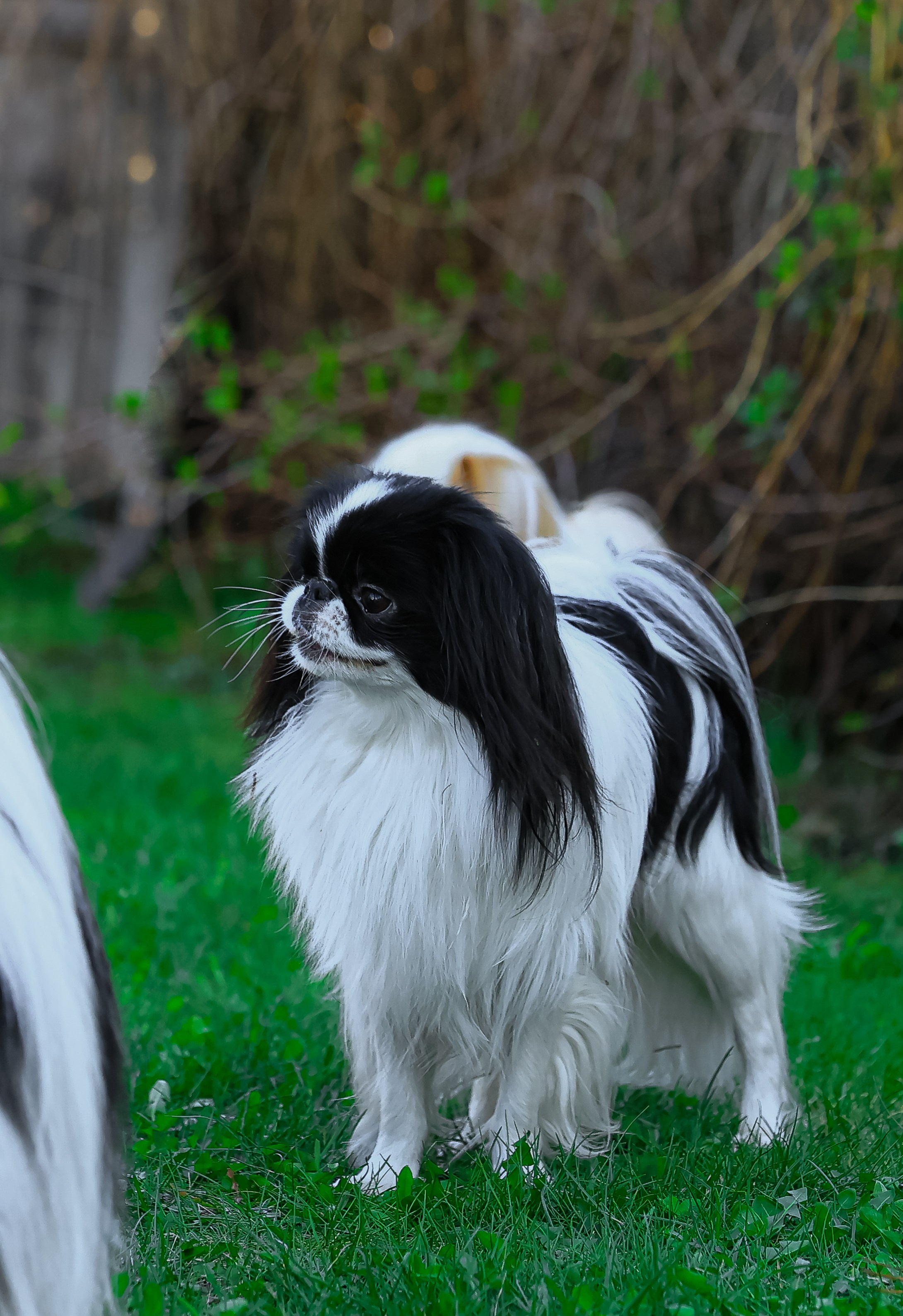 Японский хин, фотография японский хин, собака в цветах, красивая собака, фотограф анималист, фотокурс Анималистика, научиться фотографировать собак, фотограф Новосибирск