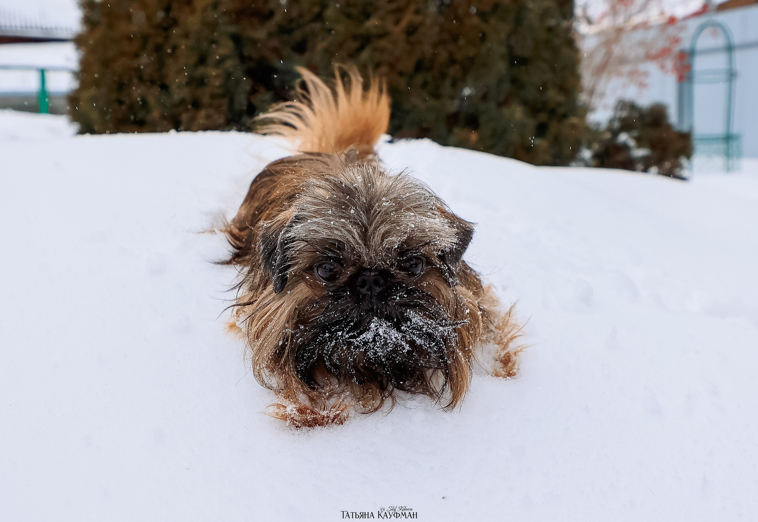 Брюссельский гриффон, фотография гриффон, красивая собака, фотограф анималист, фотокурс Анималистика, научиться фотографировать собак, фотограф Новосибирск