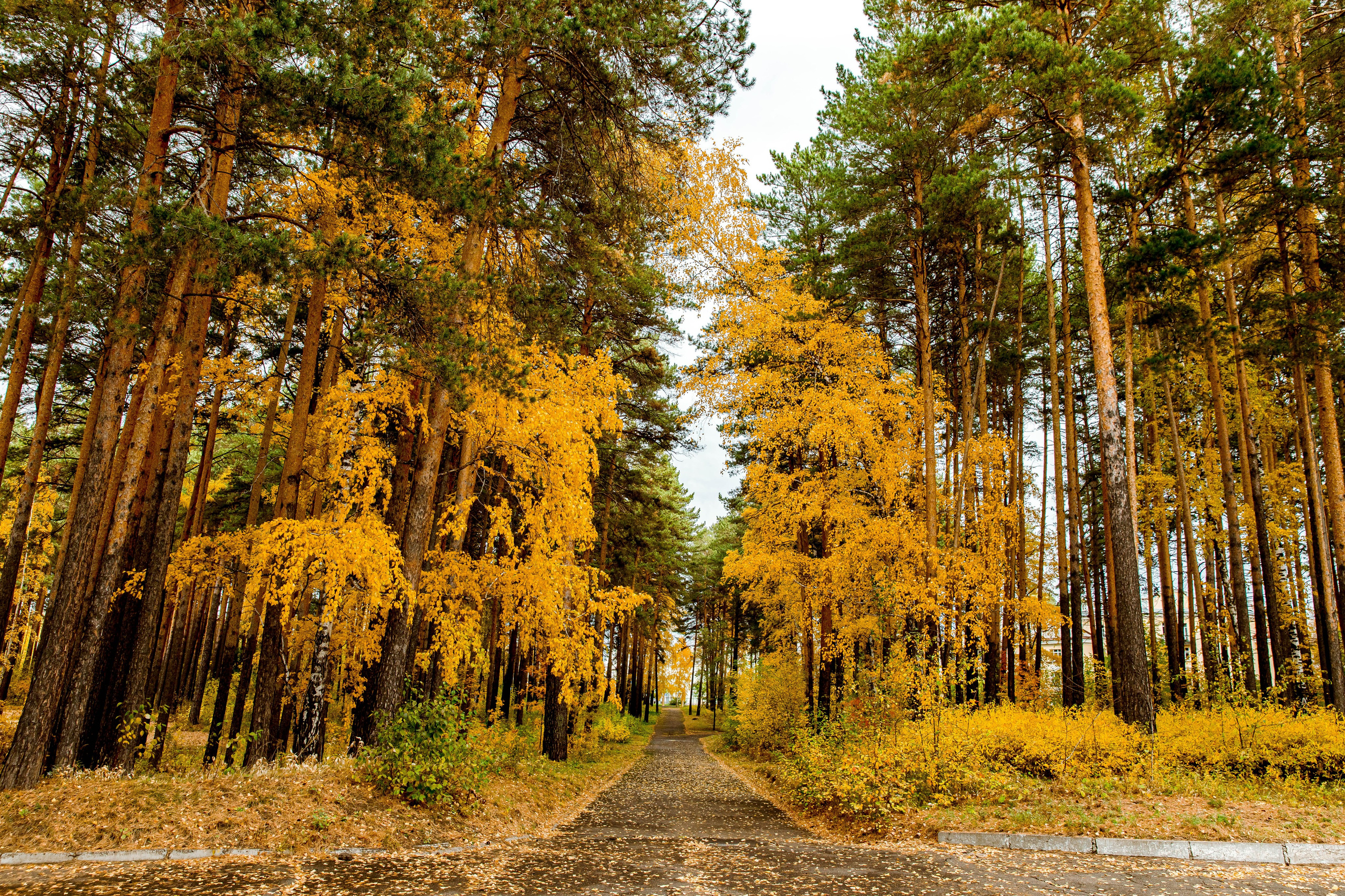 Осень в парке. Семейный и детский фотограф в Железногорске Саламахо Ольга