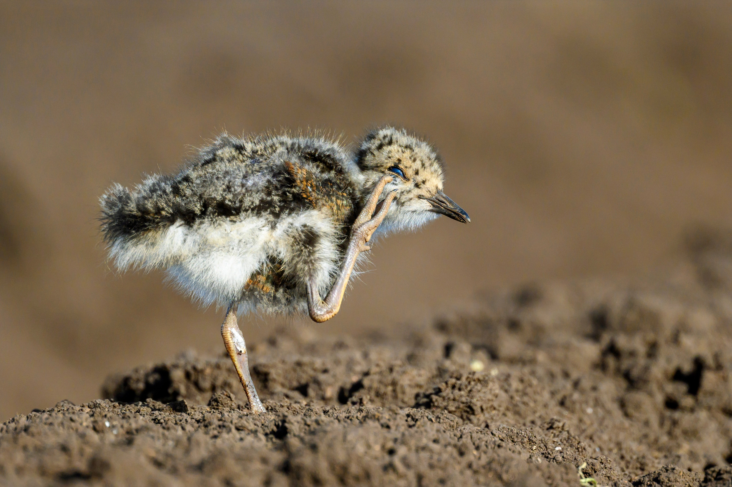 Лето. Фотограф Сергей Пупонин