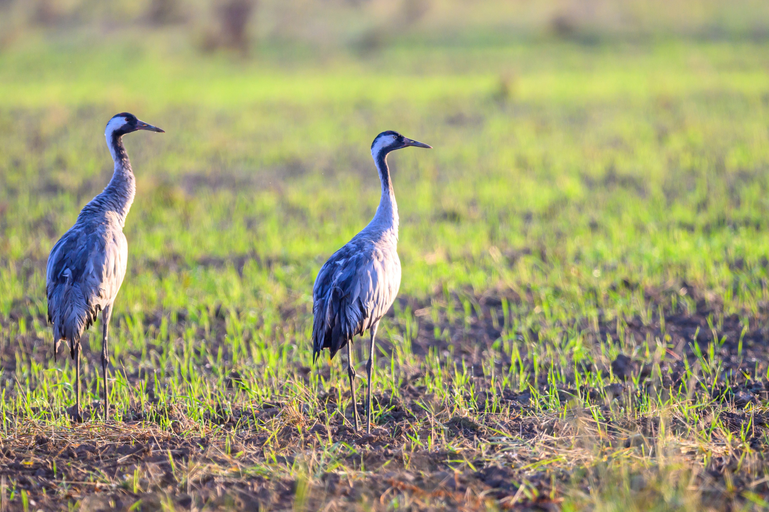 Стычка луня и осоеда, журавли. Wildlife photography by Sergey Puponin