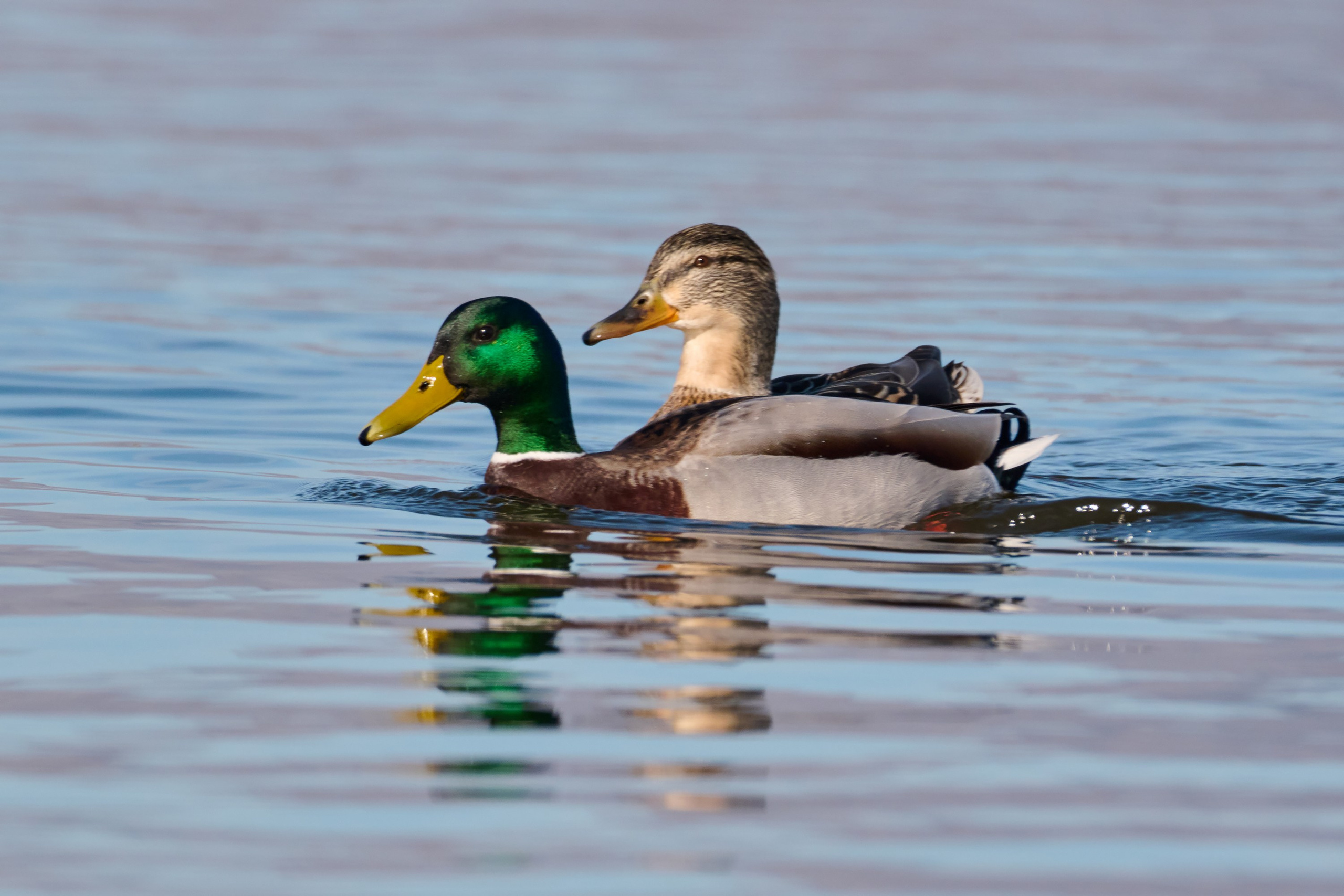 Фотографии животных. Яркие фото на Чёрном море