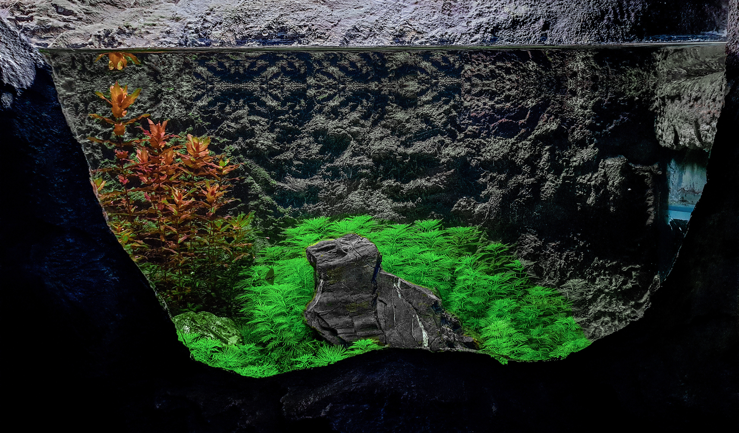 Формы жизни | ADA Галерея Москва. Аквариумист Максим Ерёмин. Aqua Maxim