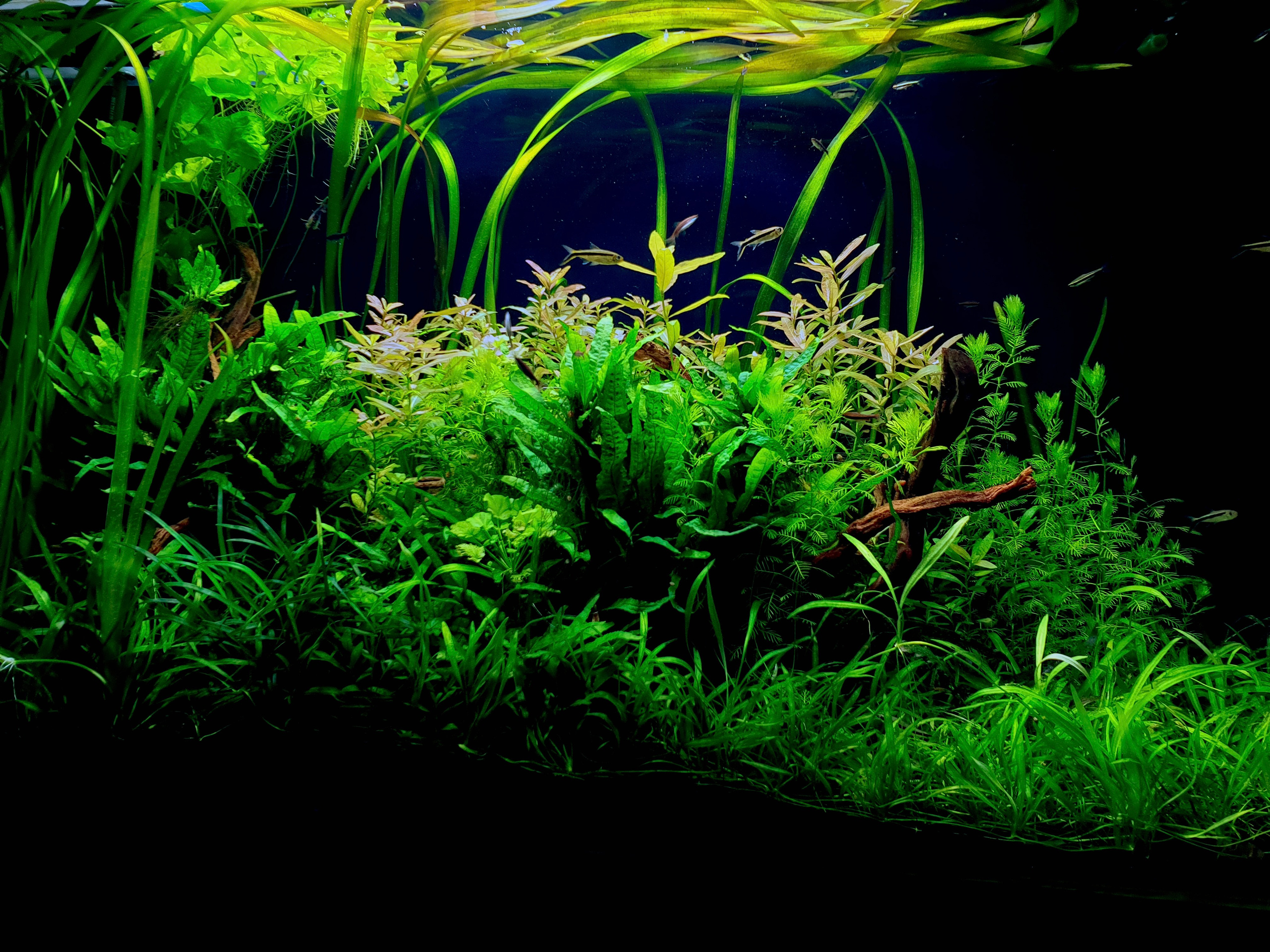 Формы жизни | ADA Галерея Москва. Аквариумист Максим Ерёмин. Aqua Maxim